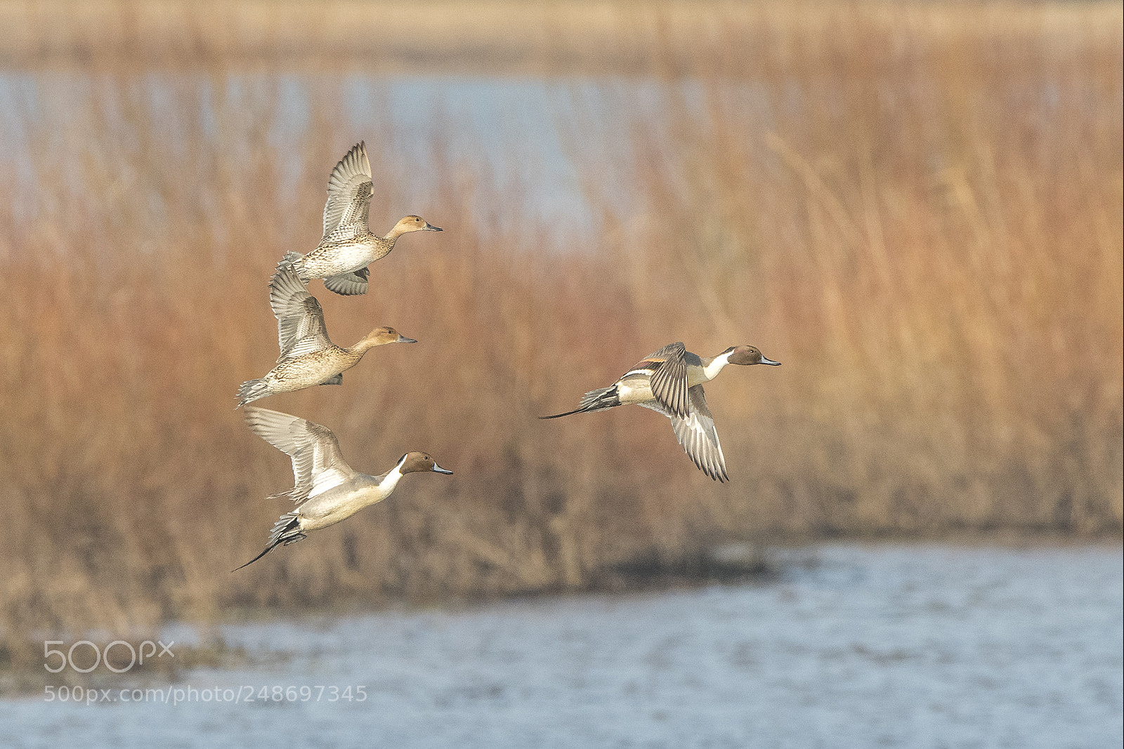 Nikon D500 sample photo. Northern pintails in flight photography