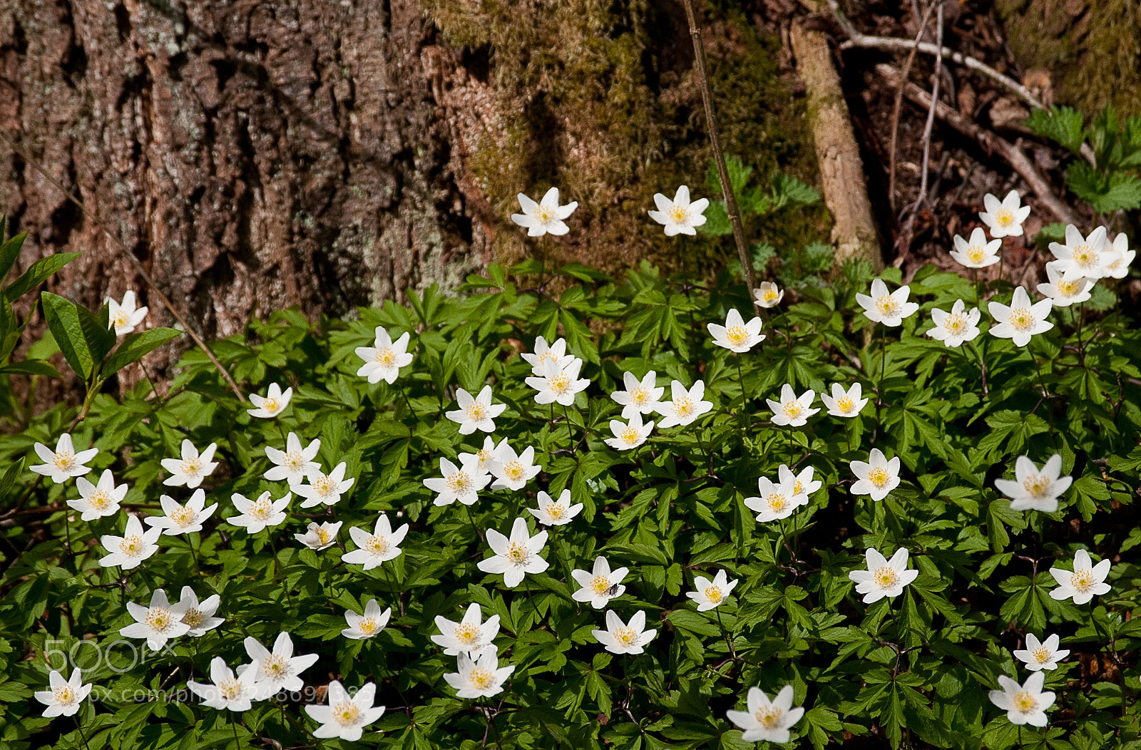 Nikon D300 sample photo. The first flowers in photography
