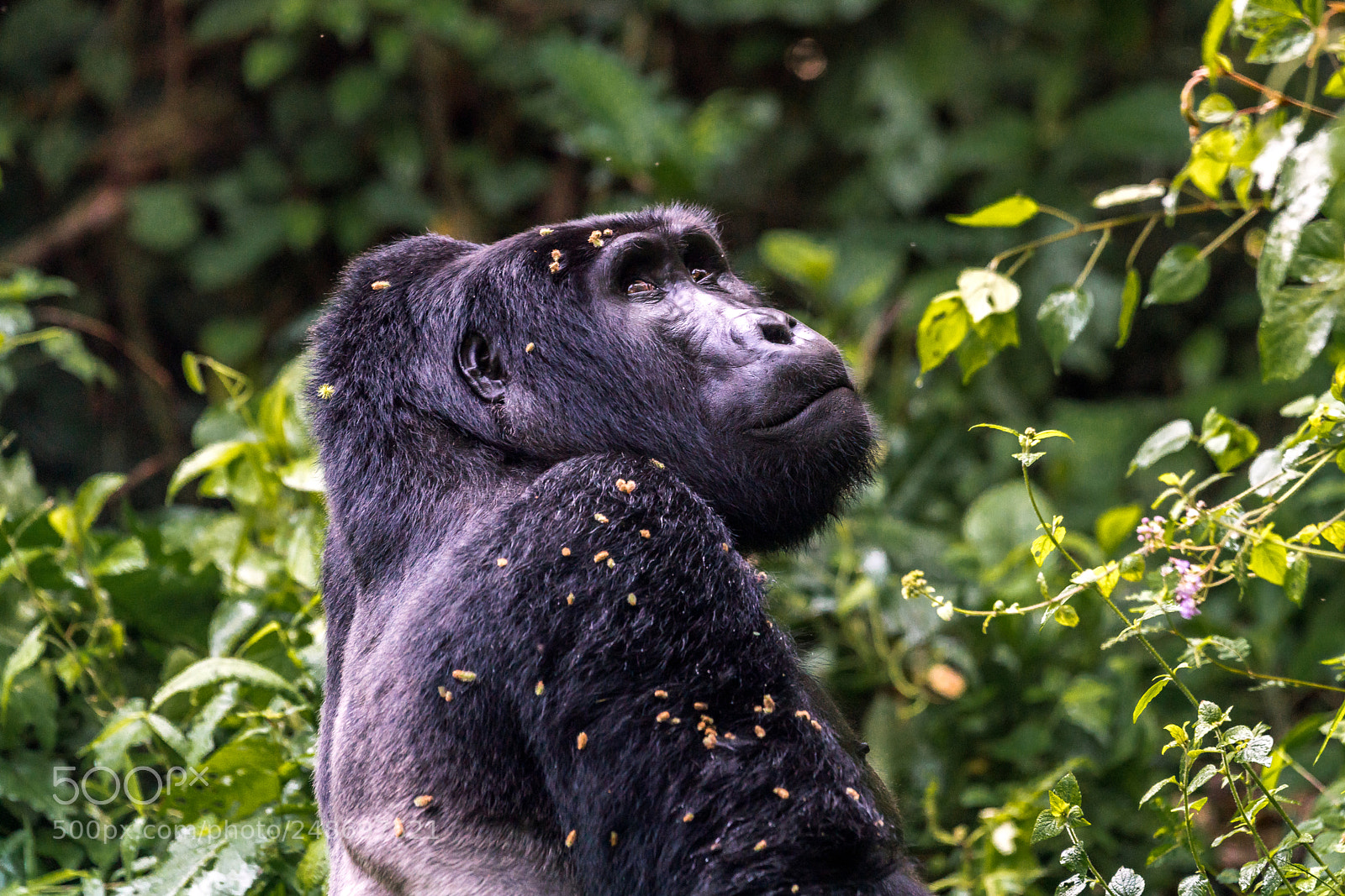 Sony a99 II sample photo. Gorillas photography