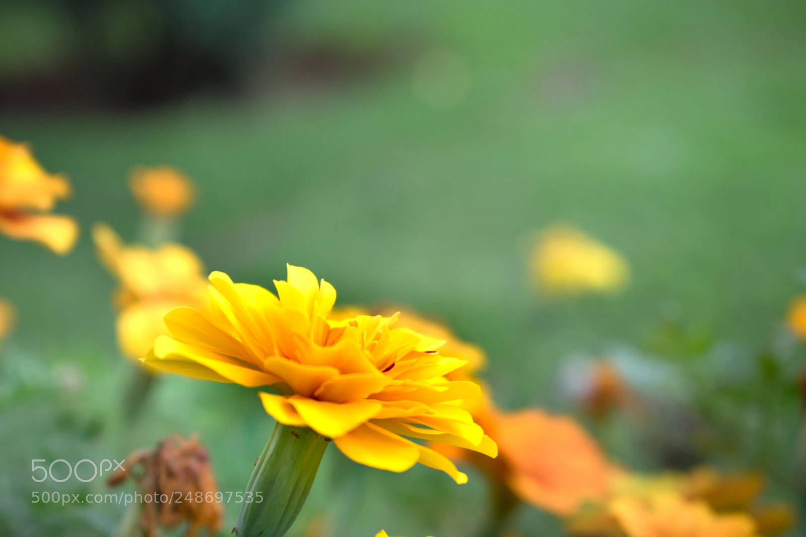 Nikon D5300 sample photo. Amarela igual ao sol photography