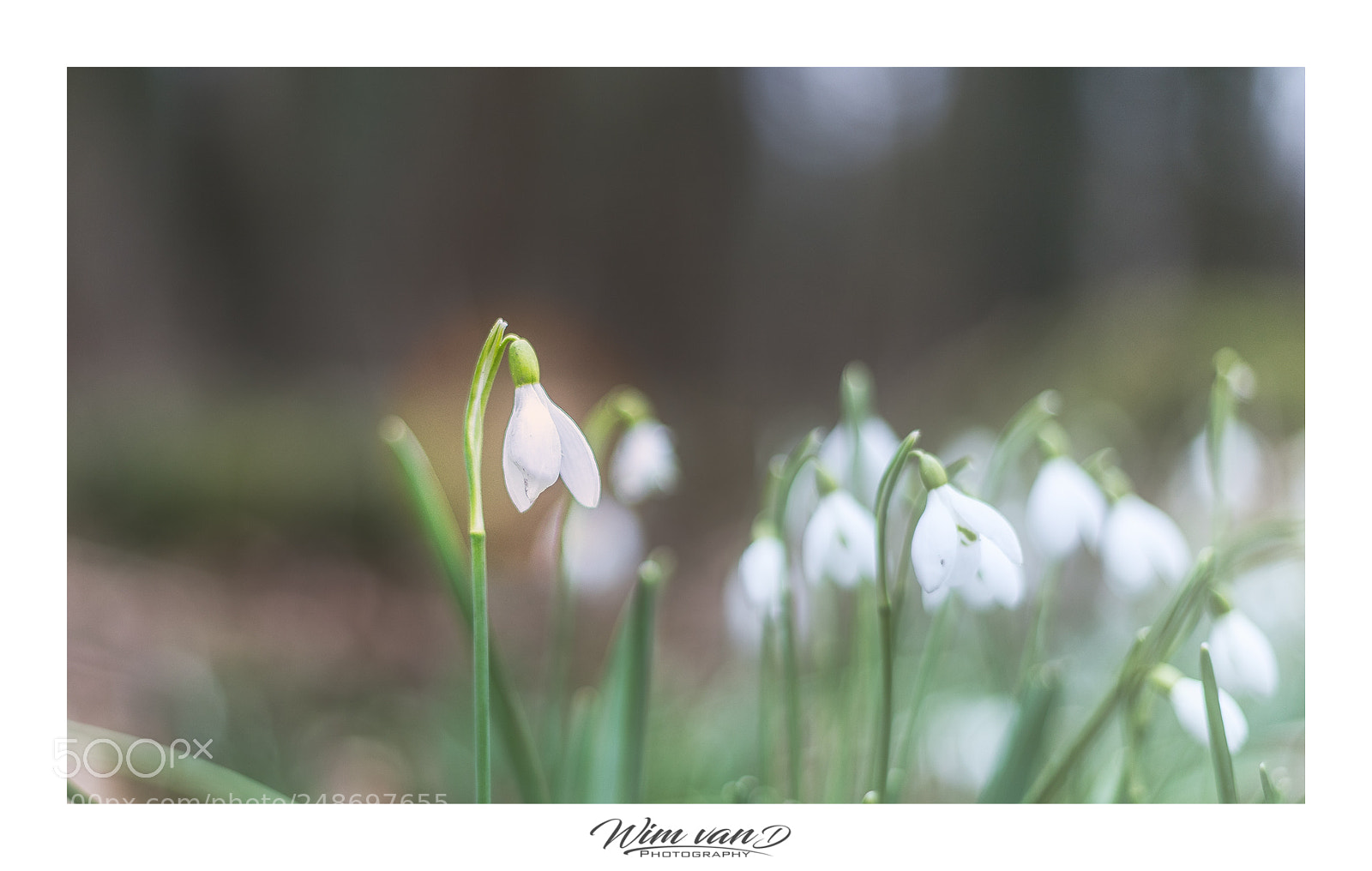 Canon EOS 6D Mark II sample photo. Snowbells photography