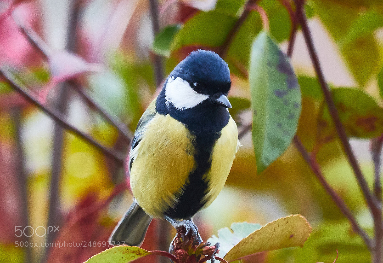 Canon EOS 7D Mark II sample photo. Mésange charbonnière photography
