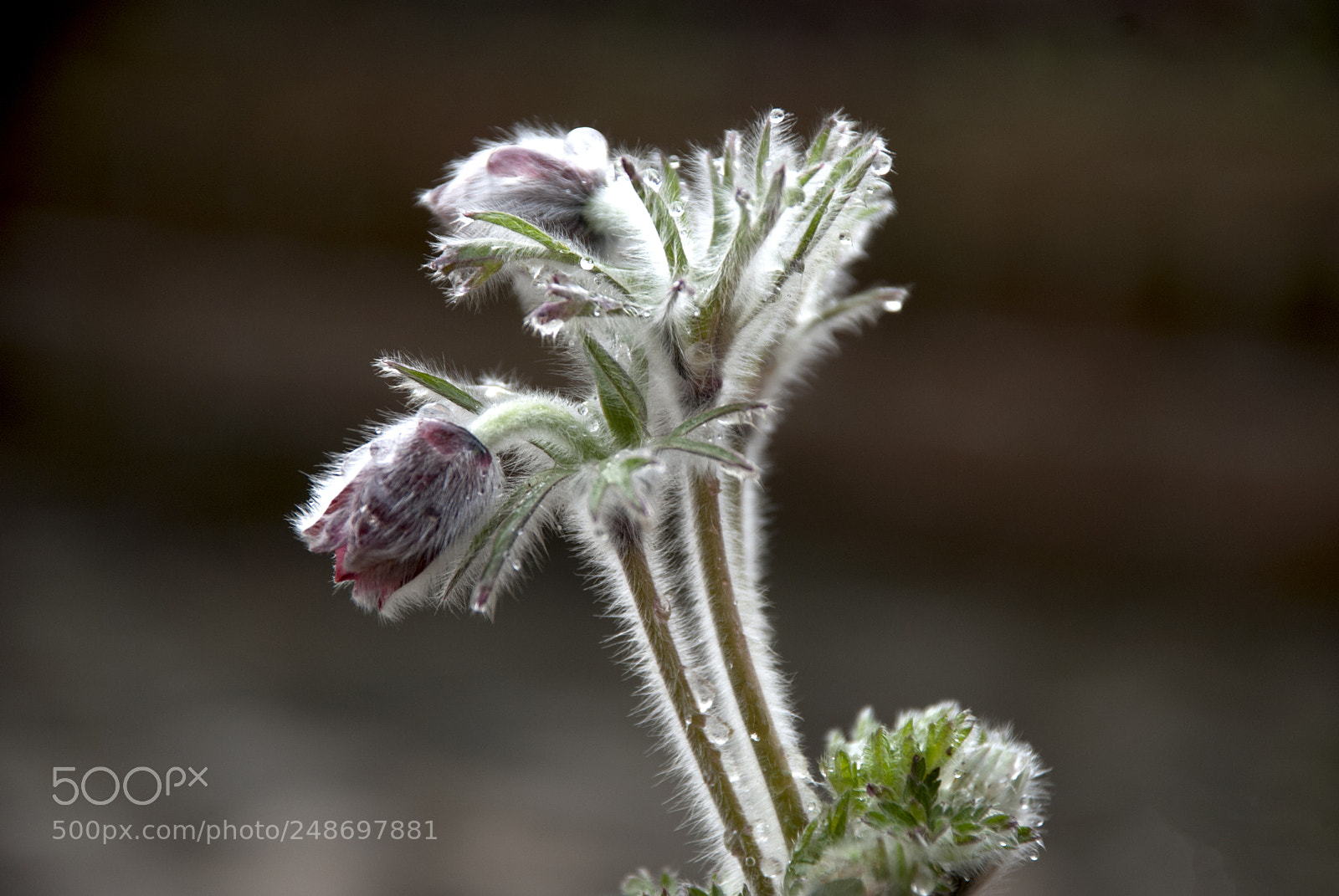 Nikon D80 sample photo. A pasqueflower photography