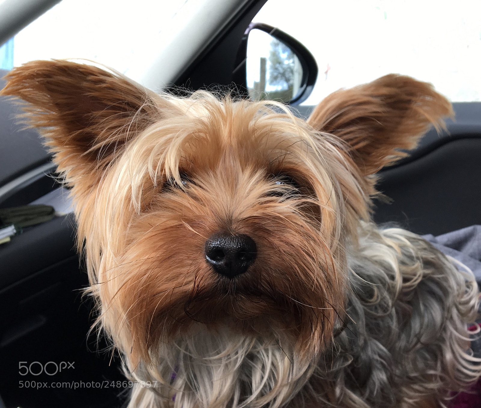 Apple iPhone 6s sample photo. ♥️lola ♥️ photography