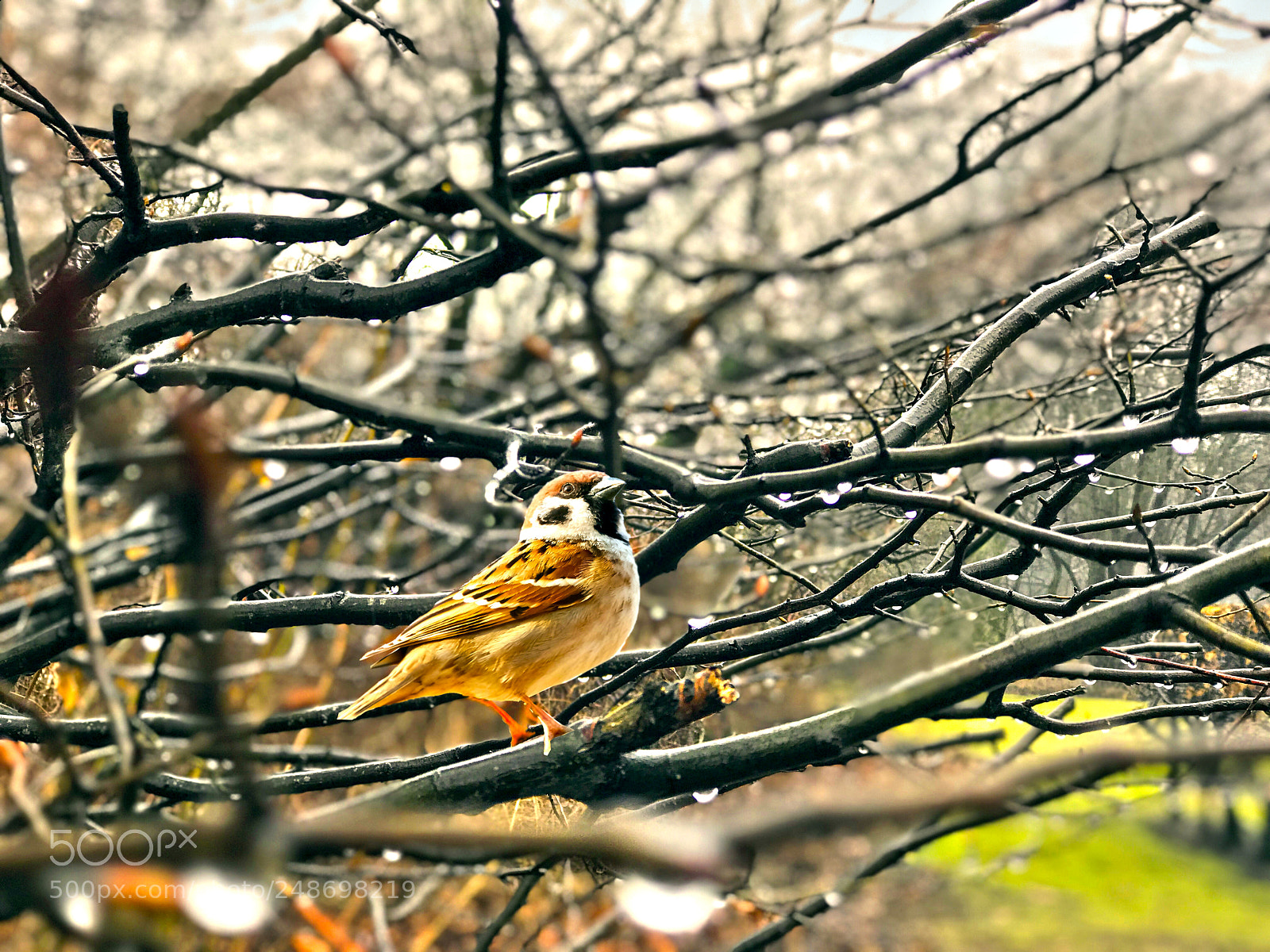 Apple iPhone 7 Plus sample photo. Vogel photography