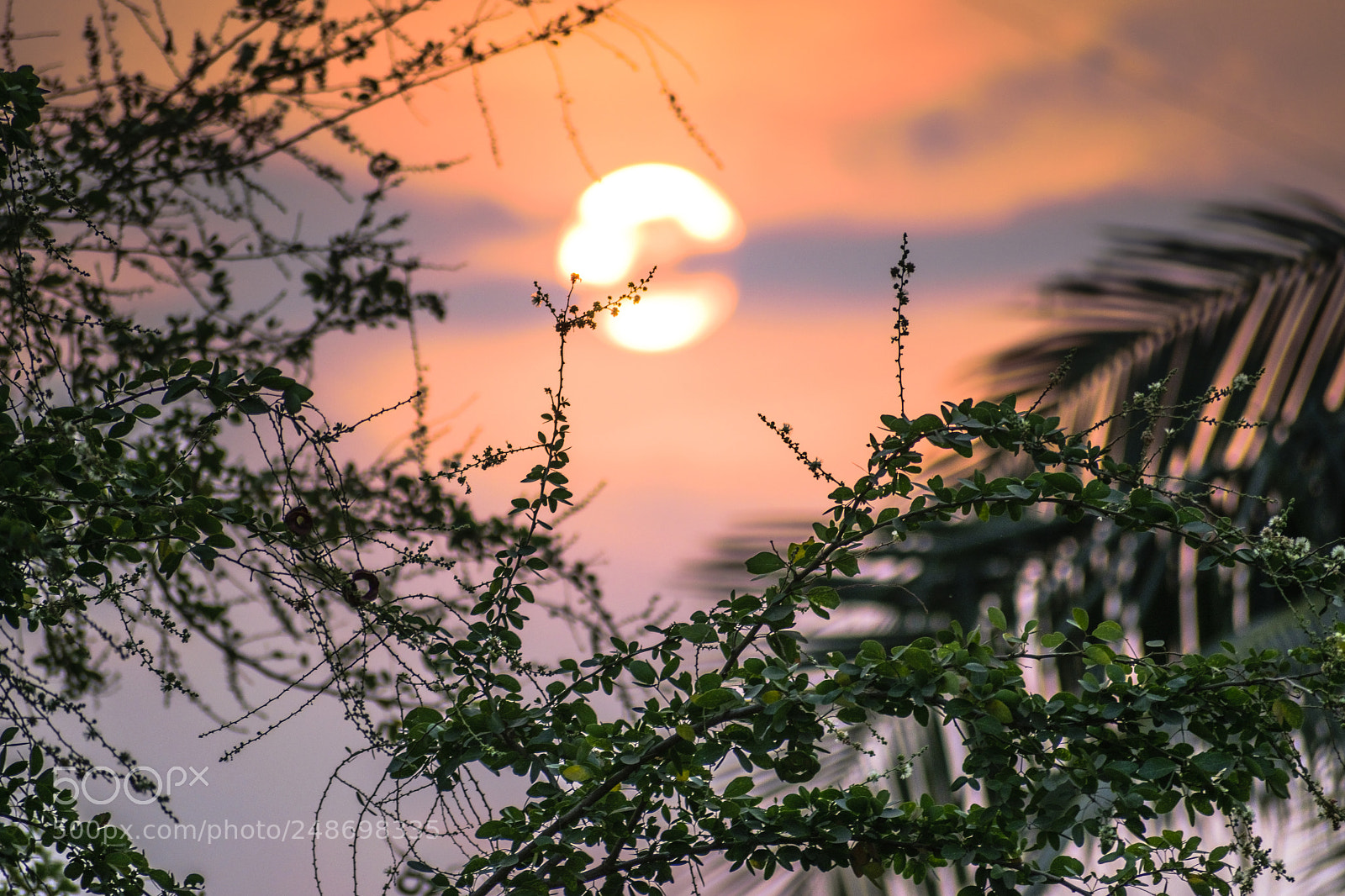 Nikon D5300 sample photo. Green leaves and the photography