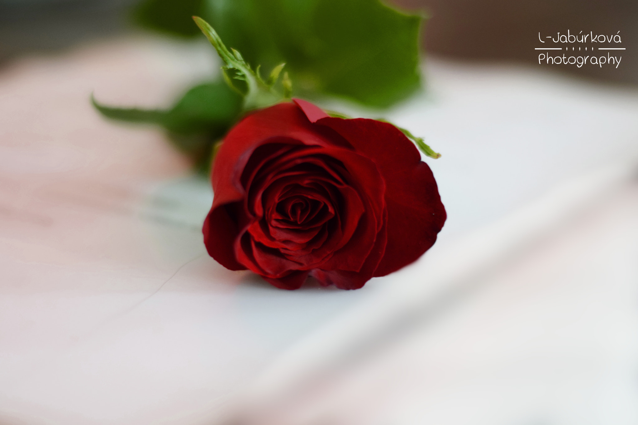 Nikon AF-S Nikkor 50mm F1.8G sample photo. Rose photography