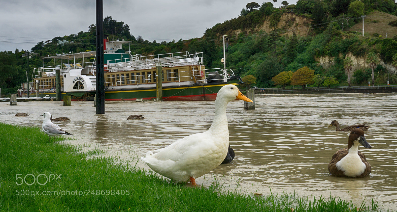 Sony a6000 sample photo. Great for ducks photography