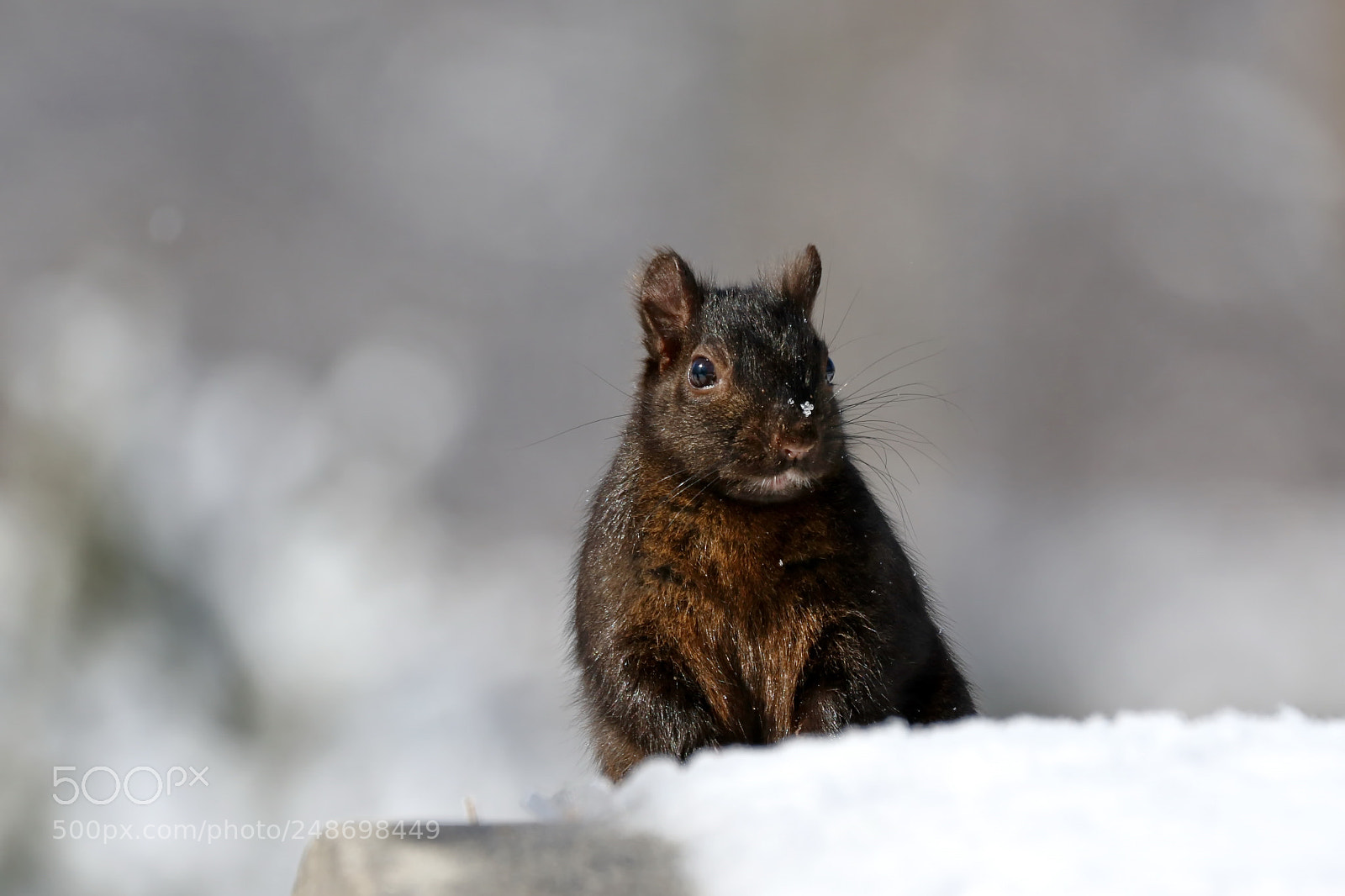 Canon EOS 7D Mark II sample photo. Black squirrel photography