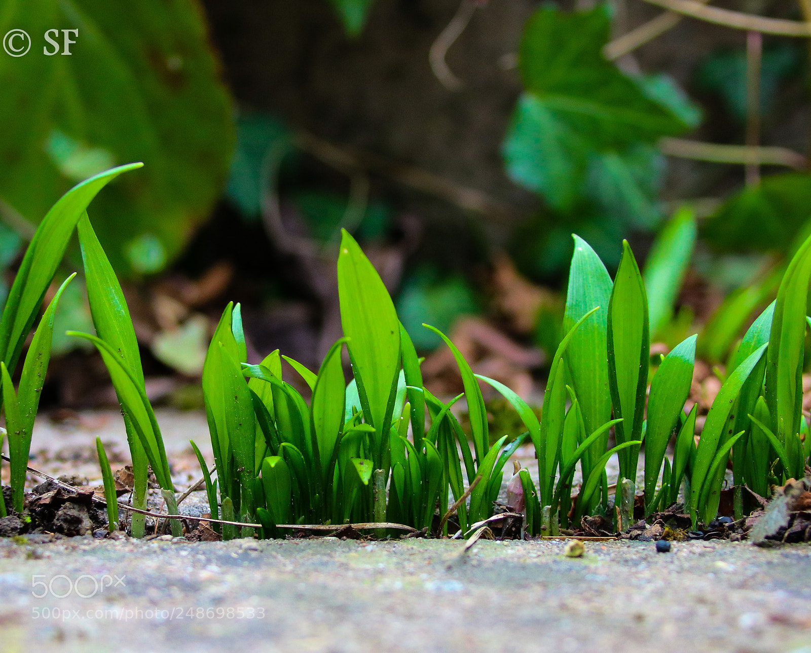 Canon EOS 750D (EOS Rebel T6i / EOS Kiss X8i) sample photo. Allium ursium photography