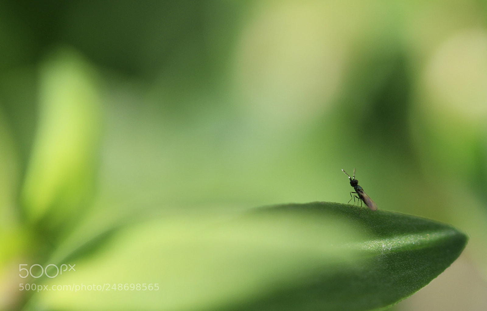 Canon EOS 7D sample photo. Sola photography