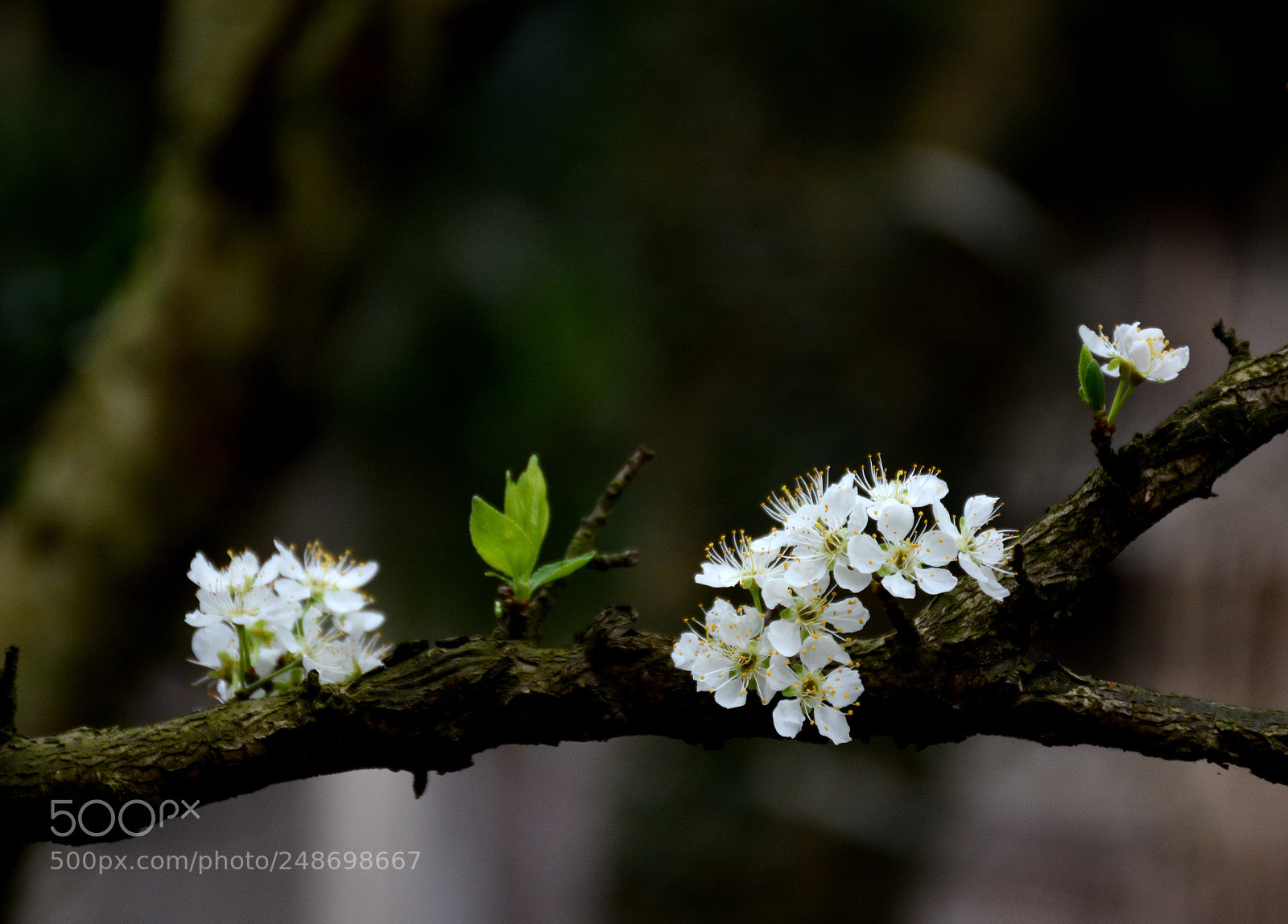 Nikon D7100 sample photo. Untitled photography