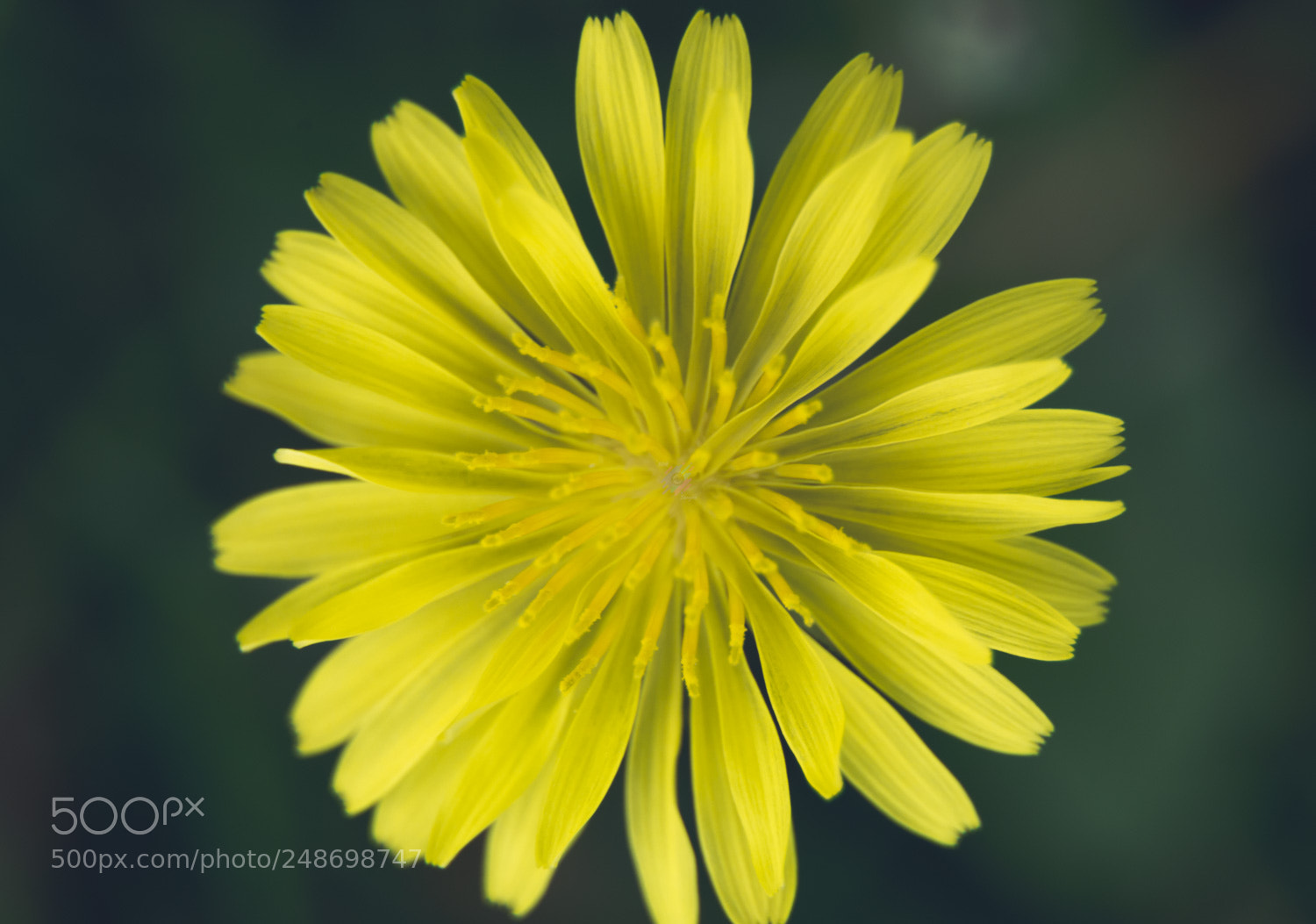Nikon D7100 sample photo. Amarillo. photography