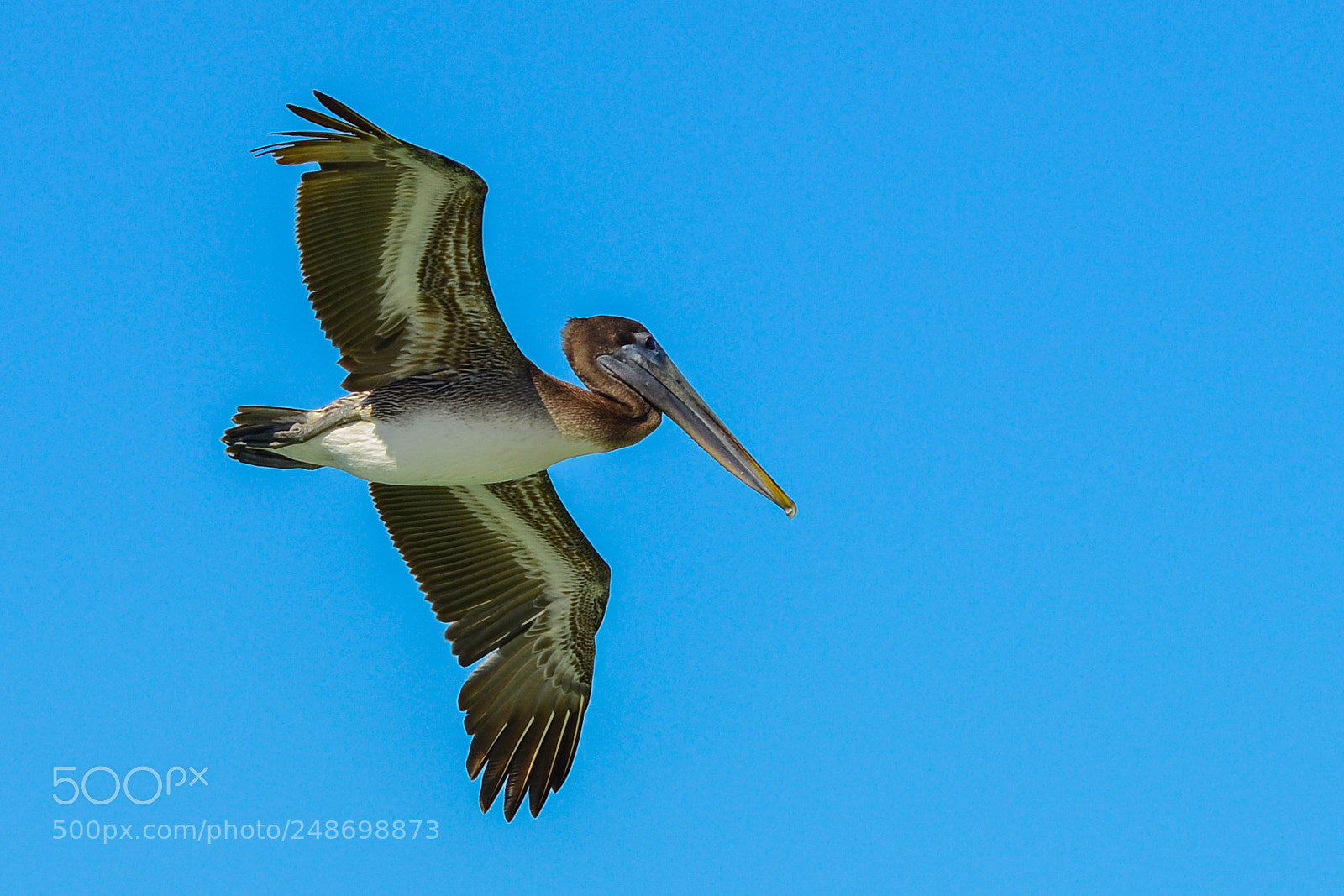 Nikon D800 sample photo. Pelican 2 photography