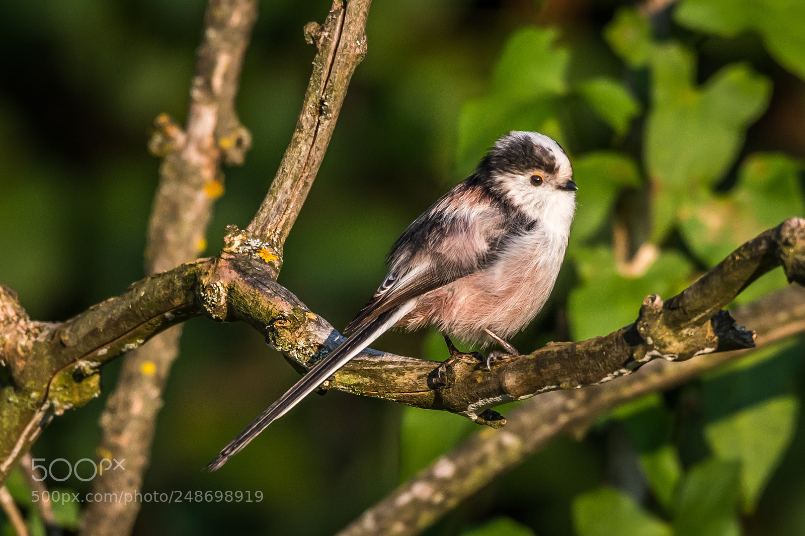Nikon D500 sample photo. Long-tailed tit photography