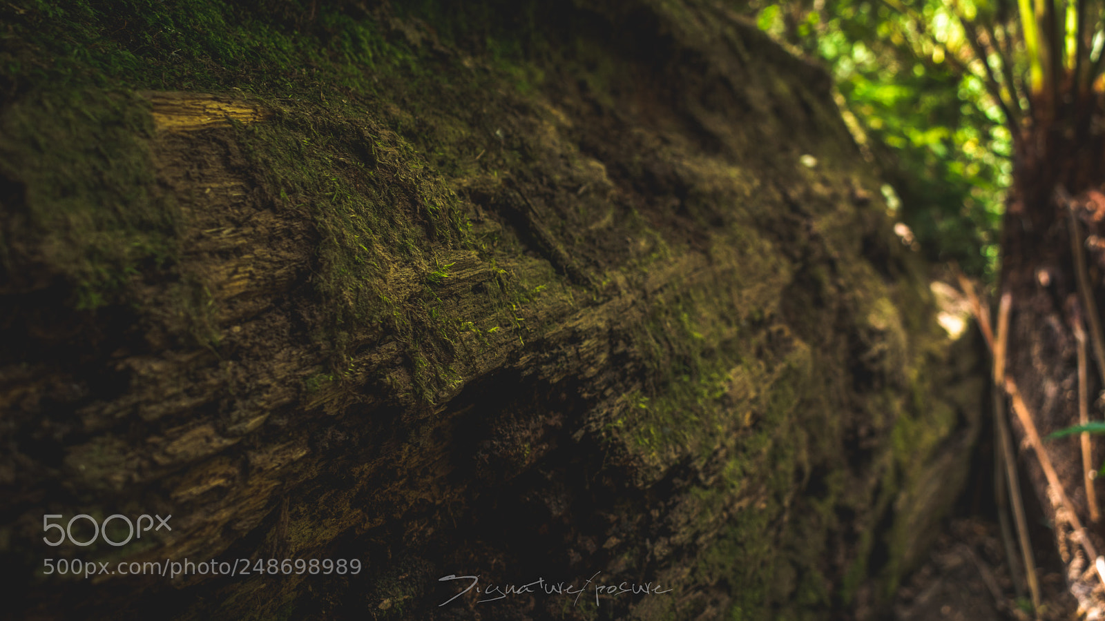 Nikon D5500 sample photo. New life photography