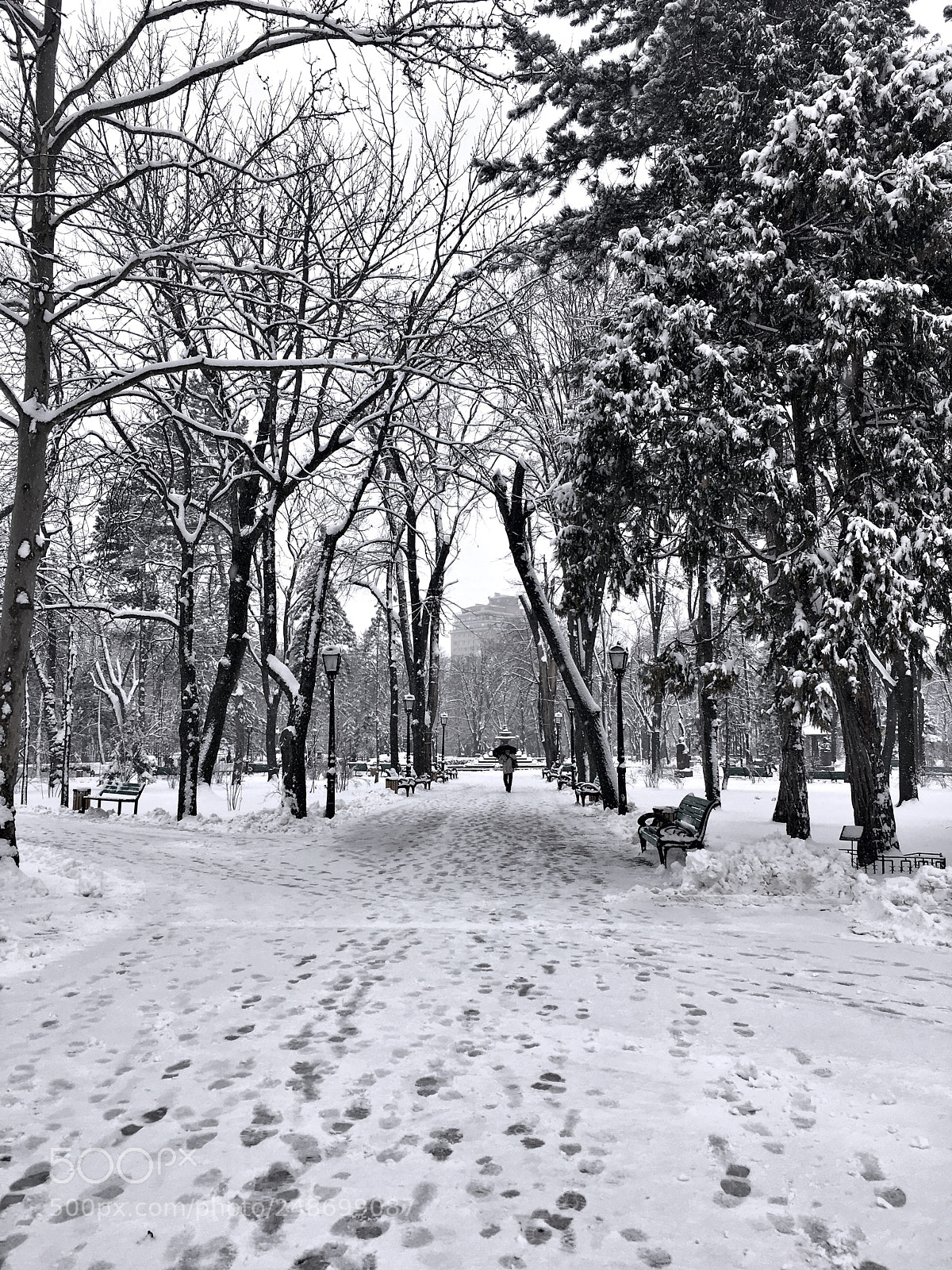 Apple iPhone 6s Plus sample photo. Central park photography