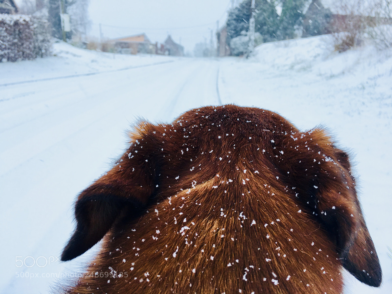 Apple iPhone 6s sample photo. ?❄️ photography