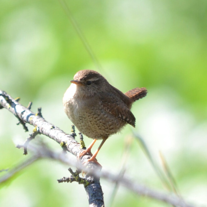 Nikon D3100 sample photo