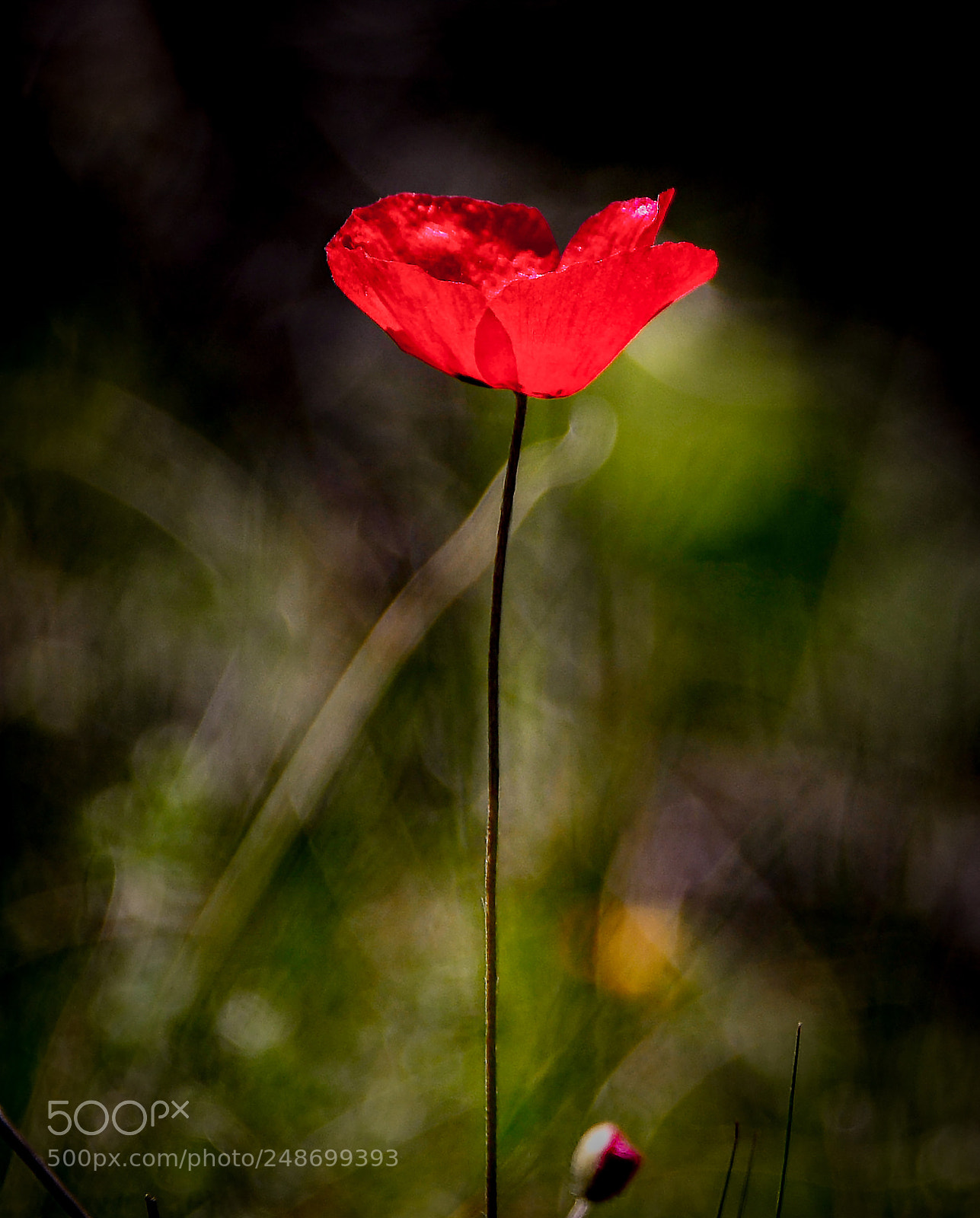 Nikon D800 sample photo. Popping up photography