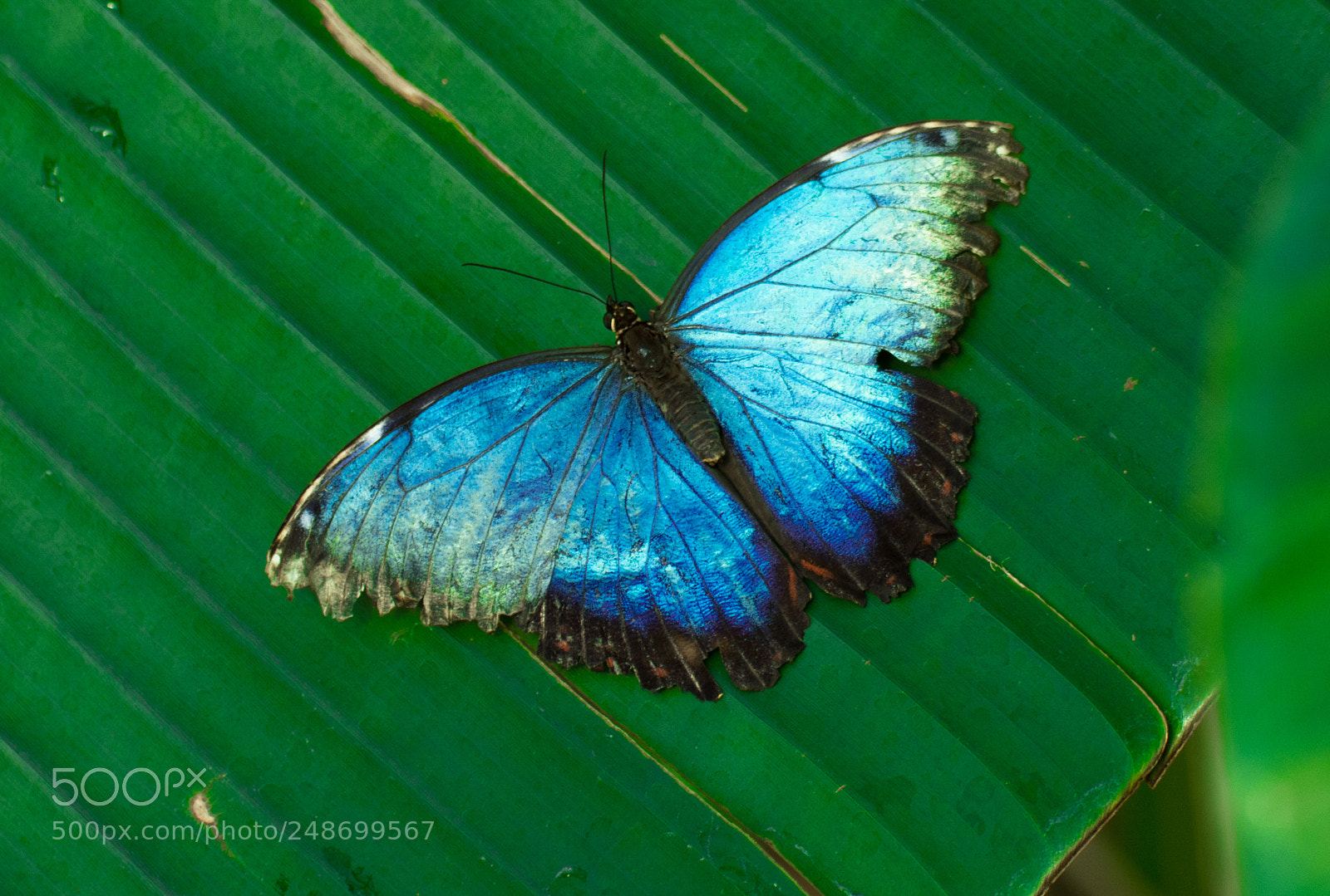 Nikon D7200 sample photo. Burgers zoo arnhem: morpho photography