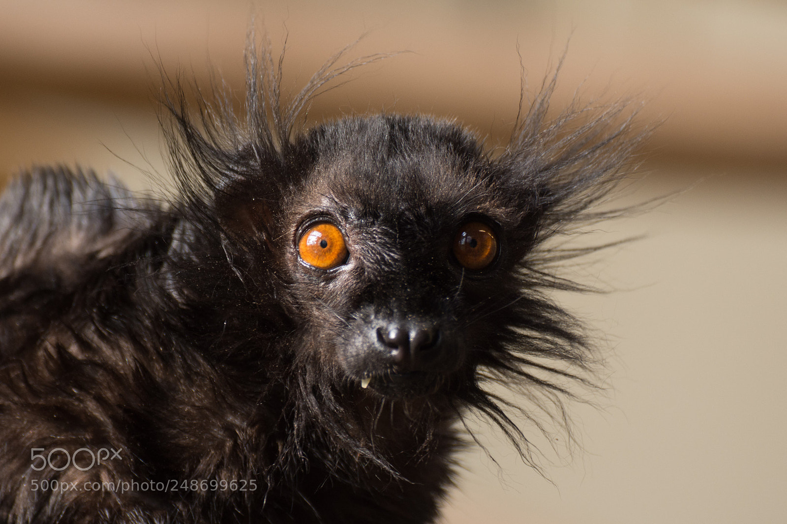 Nikon D7200 sample photo. Burgers zoo arnhem black photography