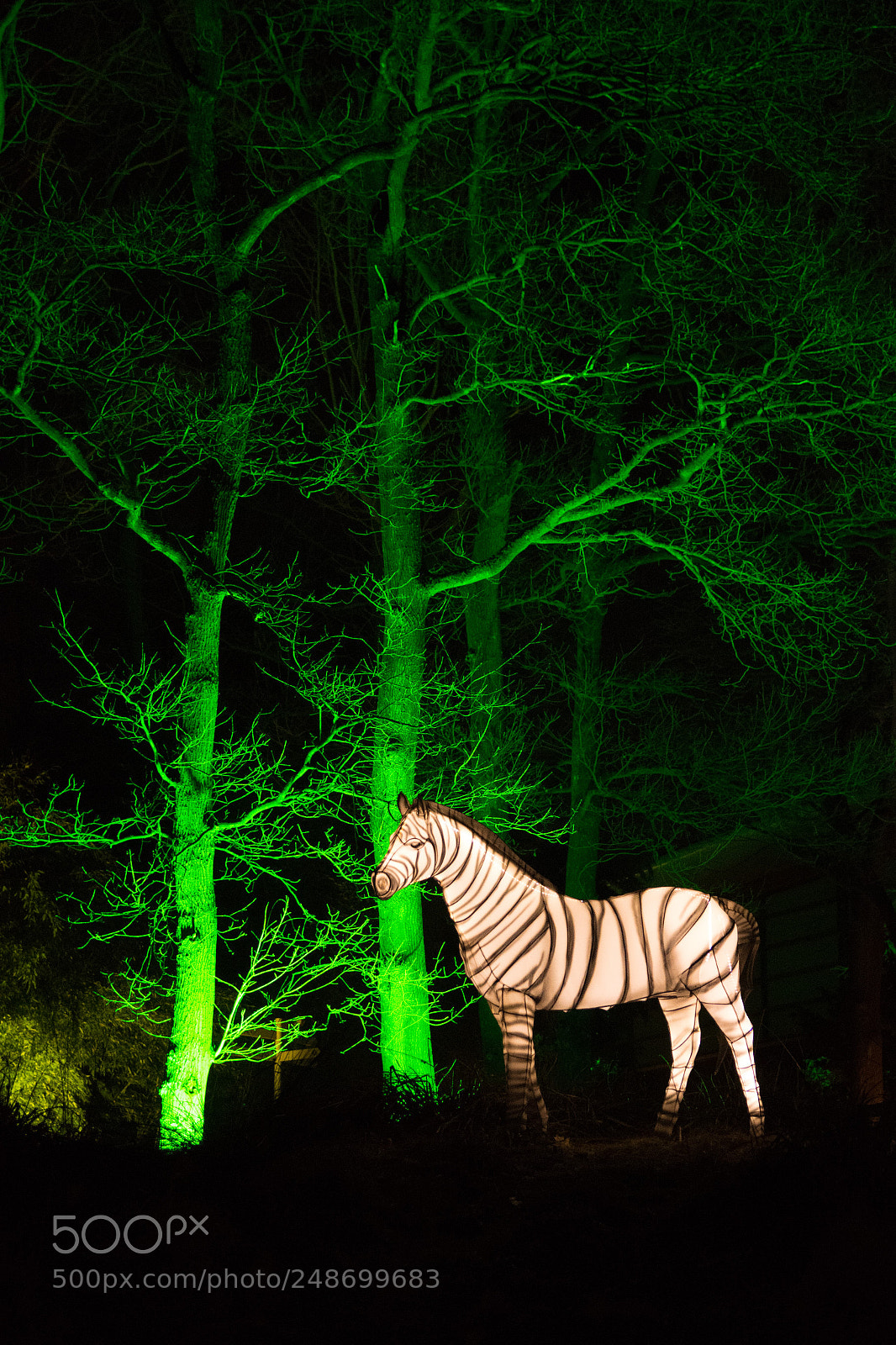 Nikon D7200 sample photo. Burgers zoo arnhem light photography