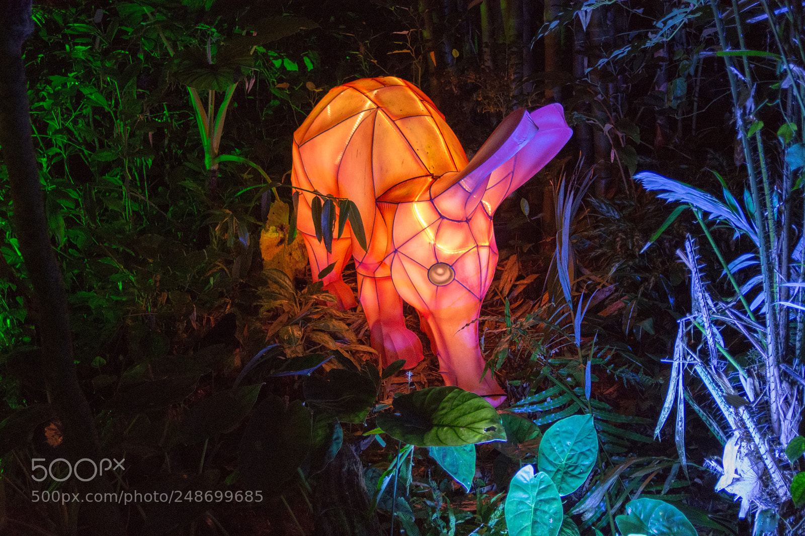 Nikon D7200 sample photo. Burgers zoo light tour photography