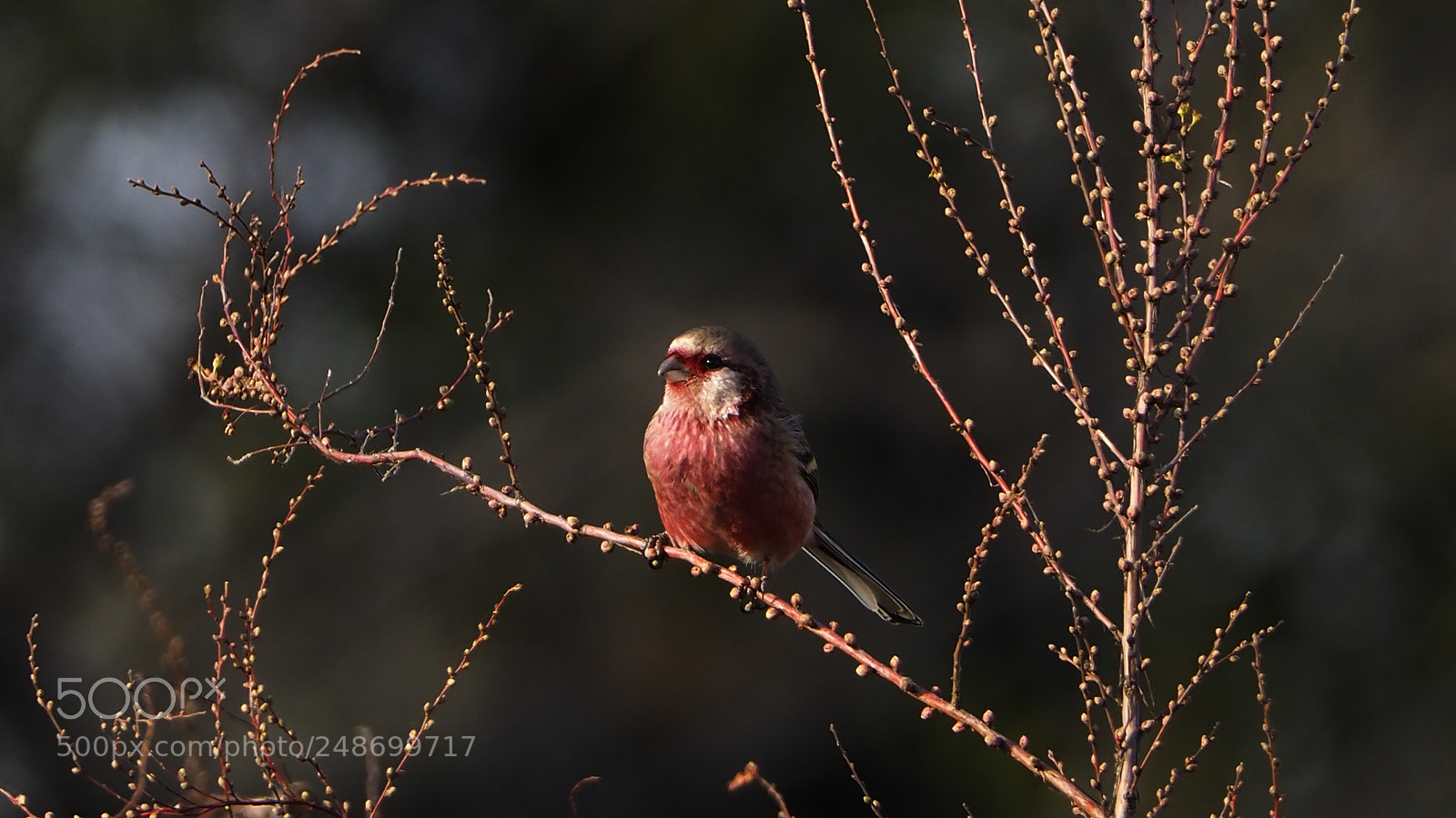 Olympus OM-D E-M1 Mark II sample photo. Red and small photography