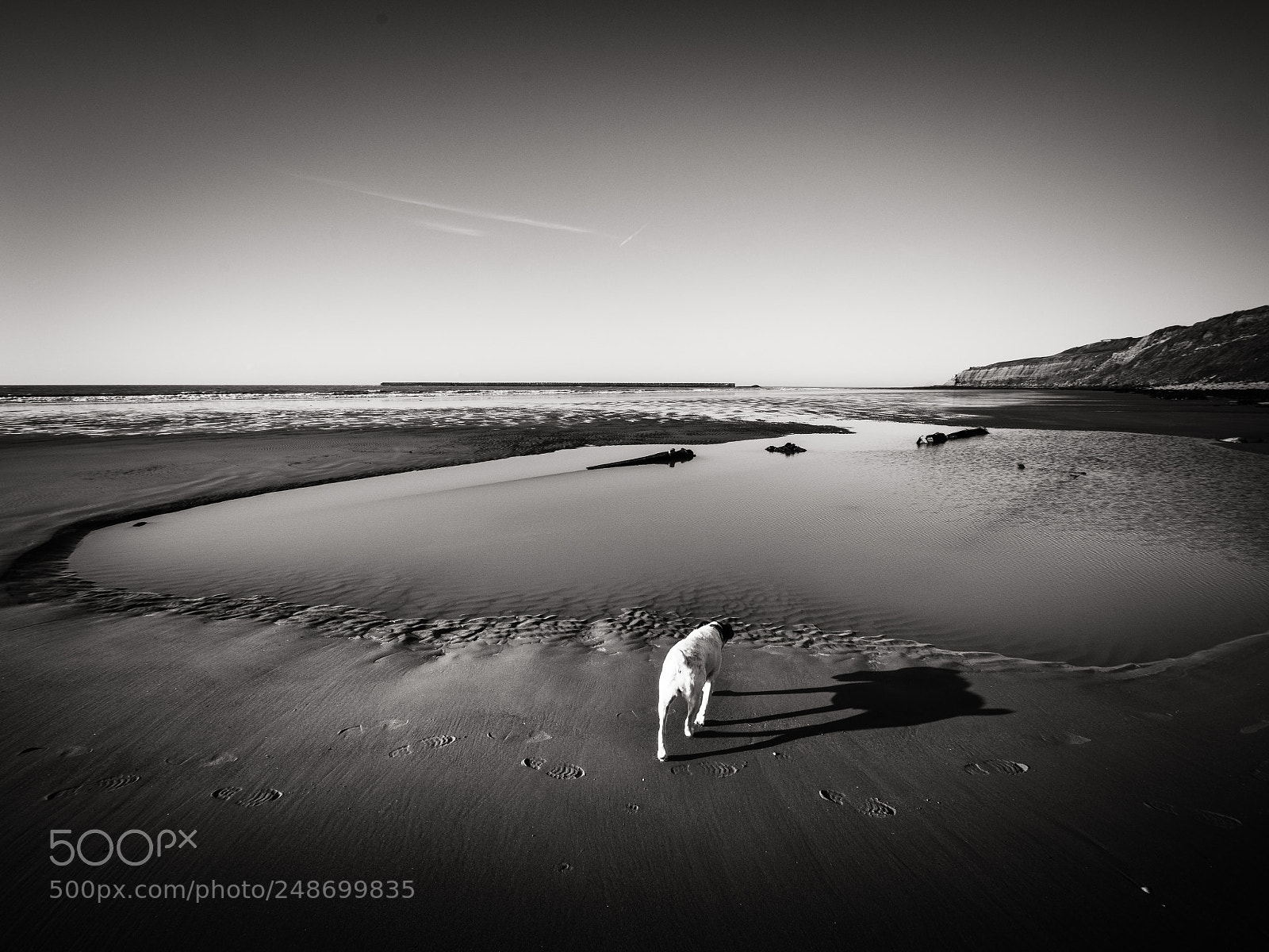 Panasonic Lumix DMC-GX8 sample photo. Dog shadow photography