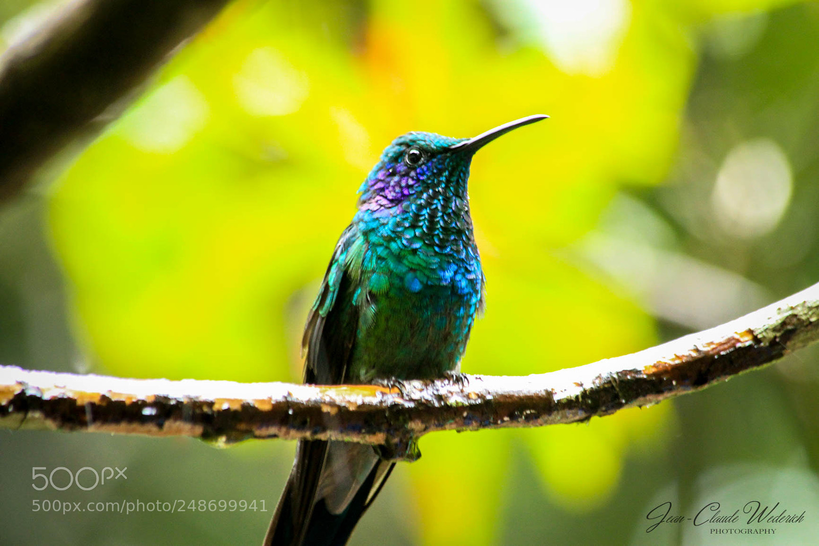 Canon EOS 7D sample photo. Colibri photography