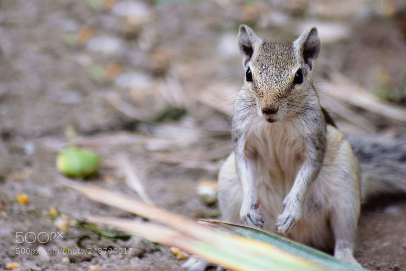 Nikon D5300 sample photo. Squirrel photography