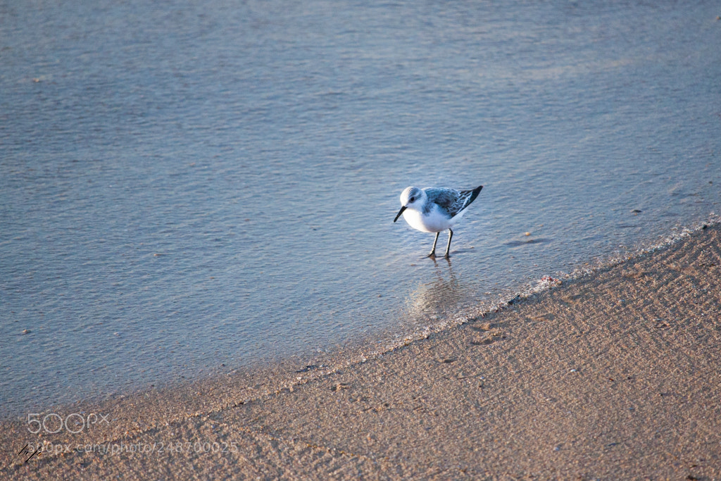Canon EOS 500D (EOS Rebel T1i / EOS Kiss X3) sample photo. Becasseau sanderling photography
