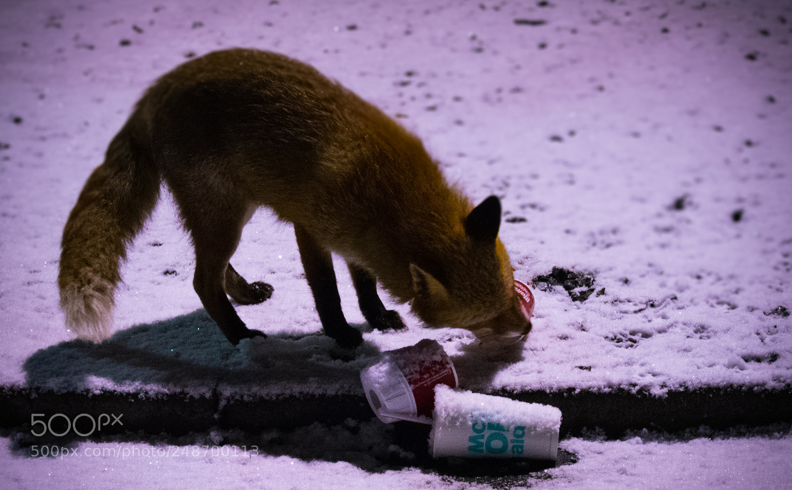 Nikon D3400 sample photo. Snowy night nikon d3400 photography