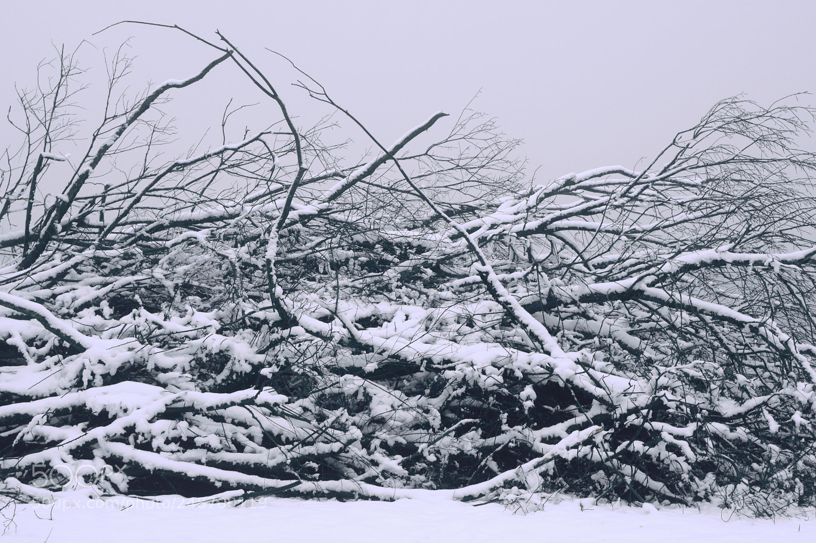 Nikon D7500 sample photo. Stream of wood photography