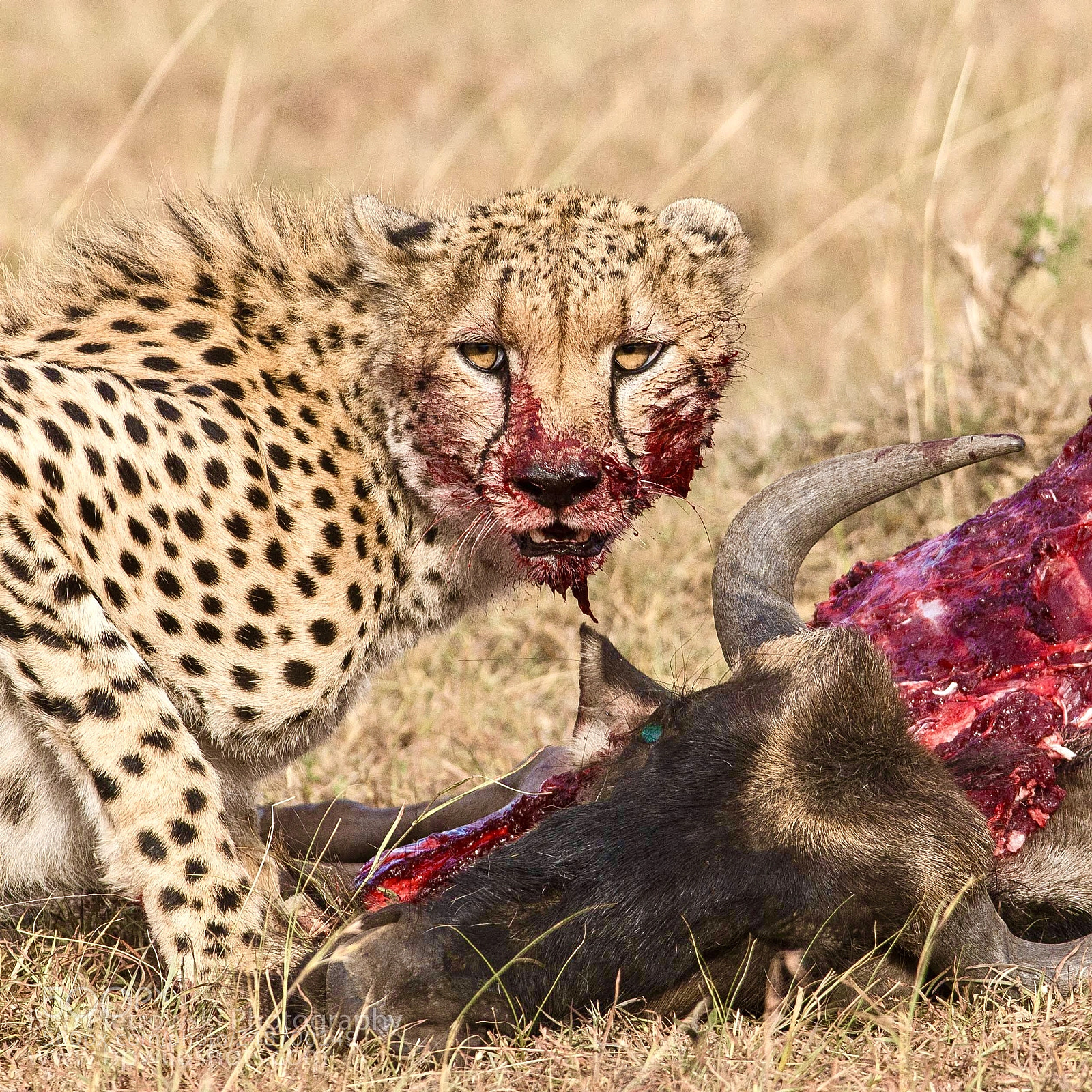 Nikon D800E sample photo. Messy eater photography