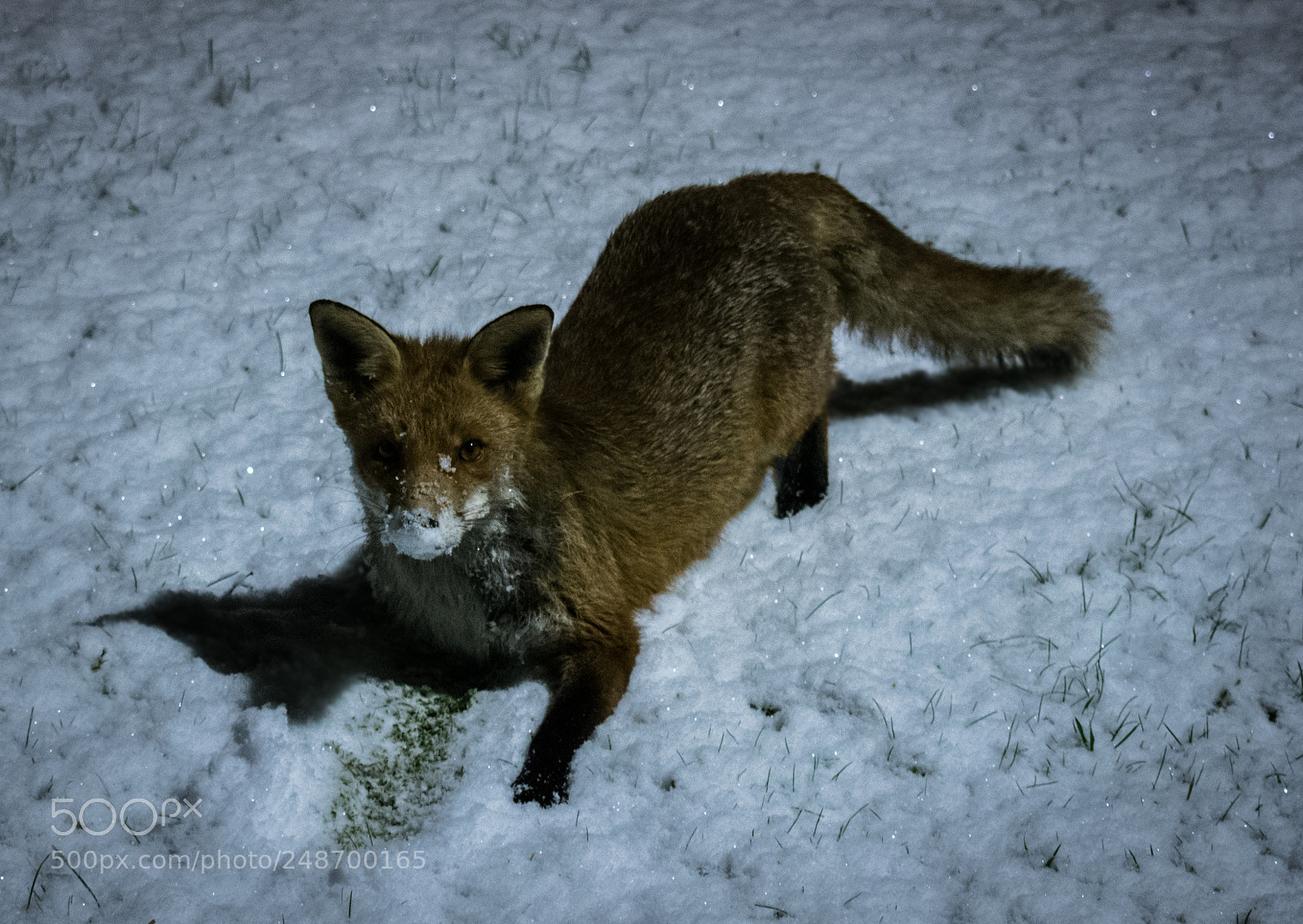 Nikon D3400 sample photo. Snowy night nikon d3400 photography