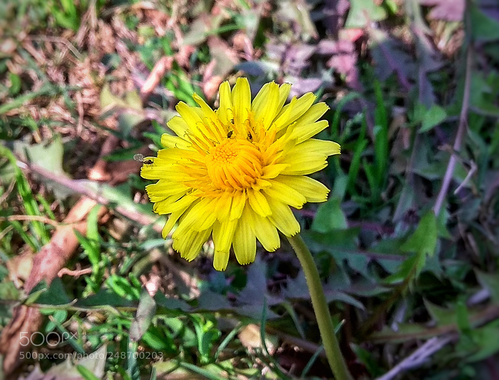 Xiaomi Redmi Note 4 sample photo. Spring time photography