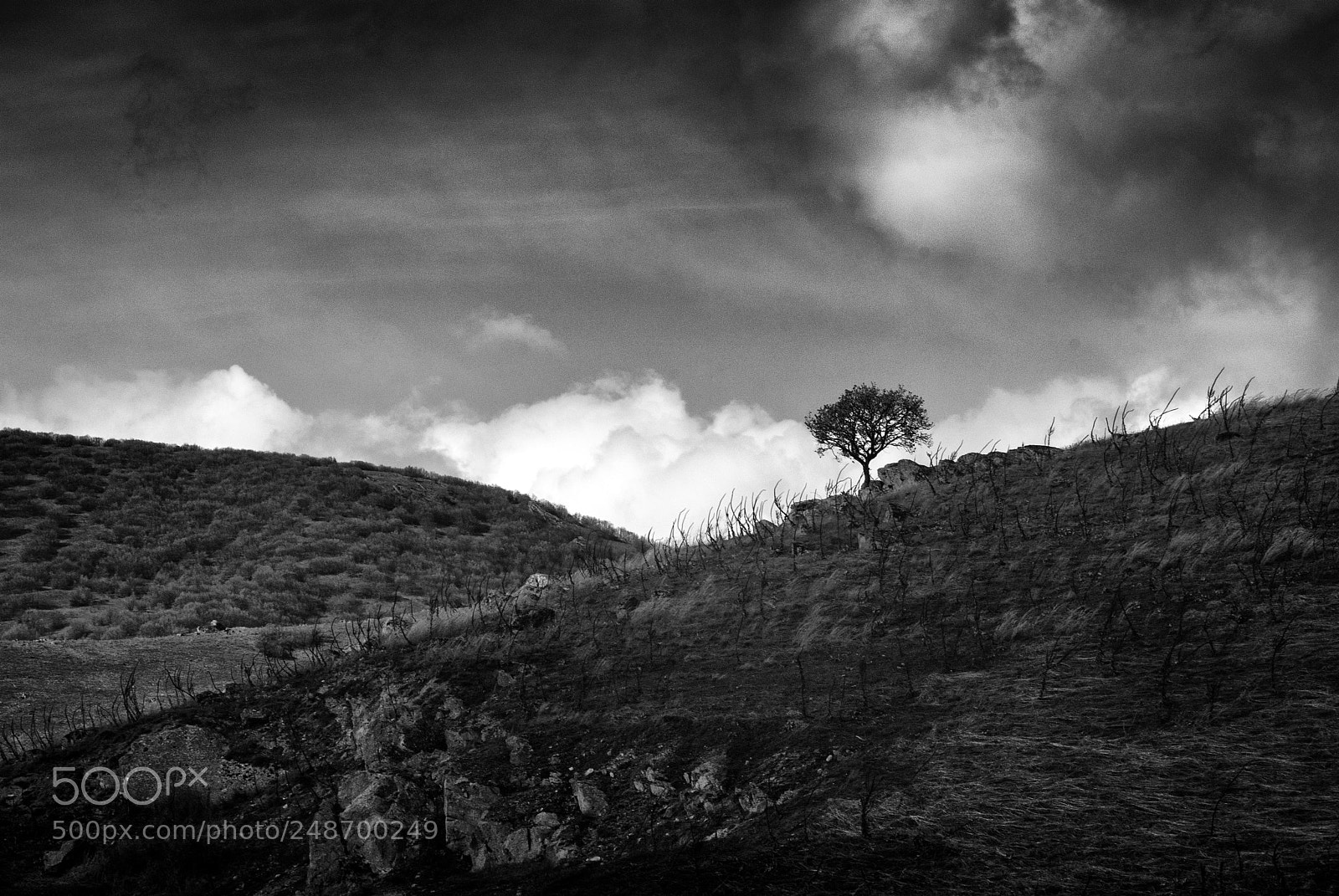 Nikon D200 sample photo. Lonesome tree photography
