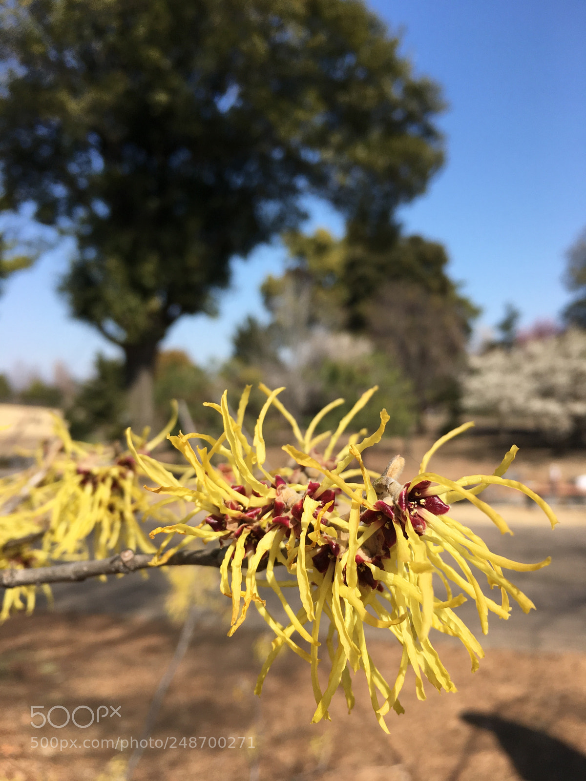 Apple iPhone 6s sample photo. Hamamelis japonica. photography