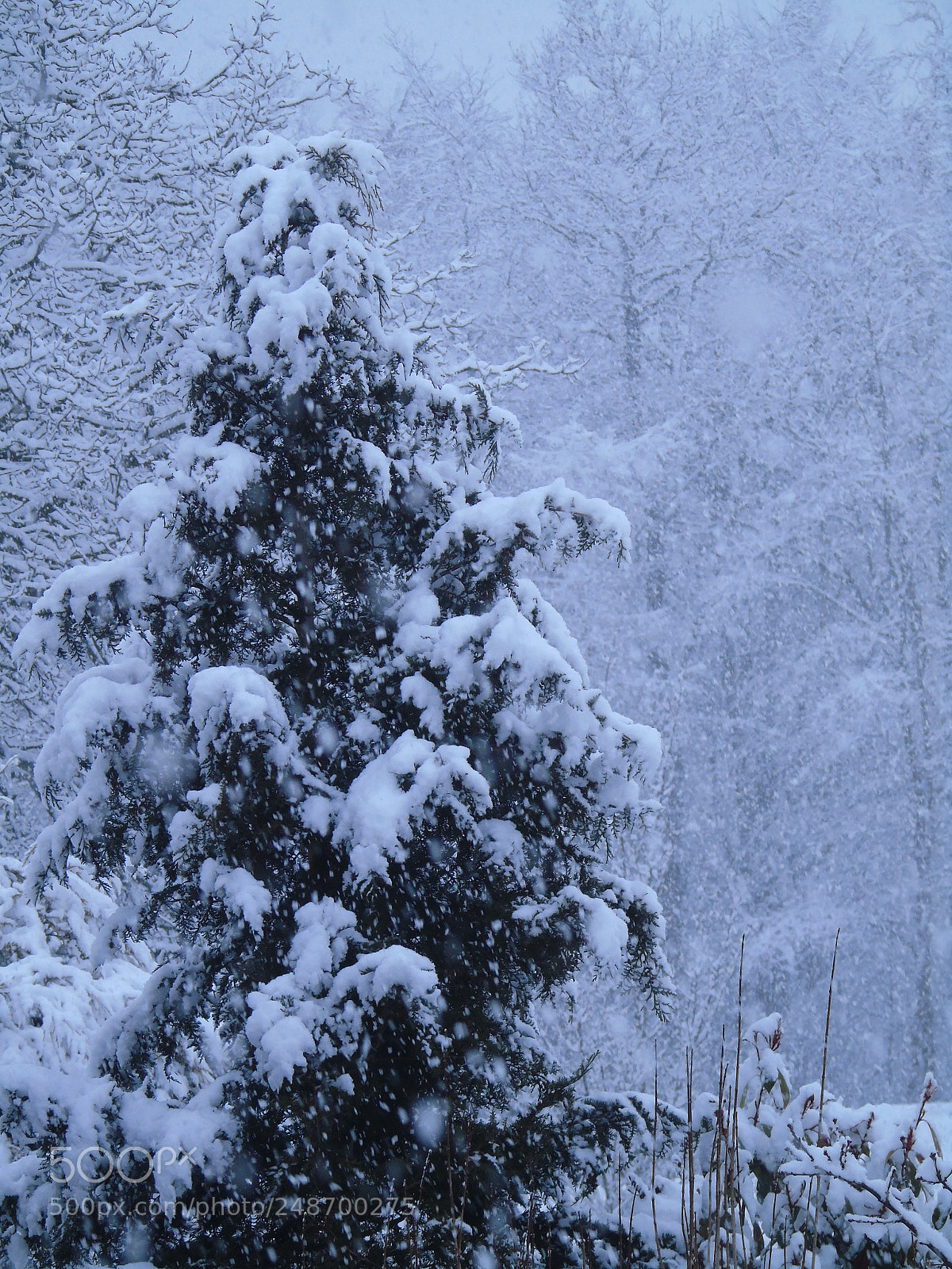 Sony Cyber-shot DSC-H400 sample photo. Oh no, more snow photography