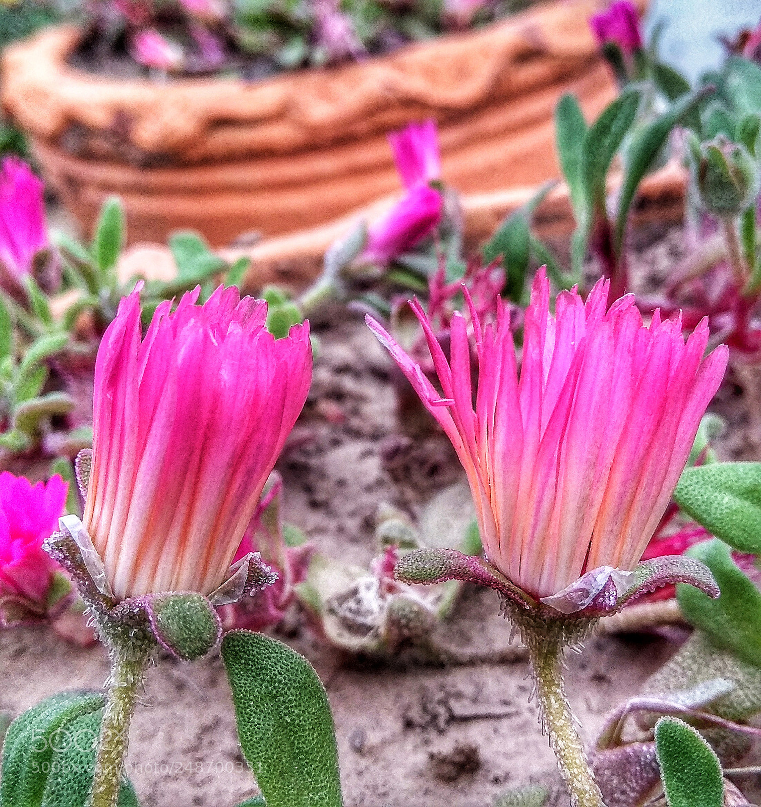 Xiaomi Redmi Note 4 sample photo. Twin spring photography