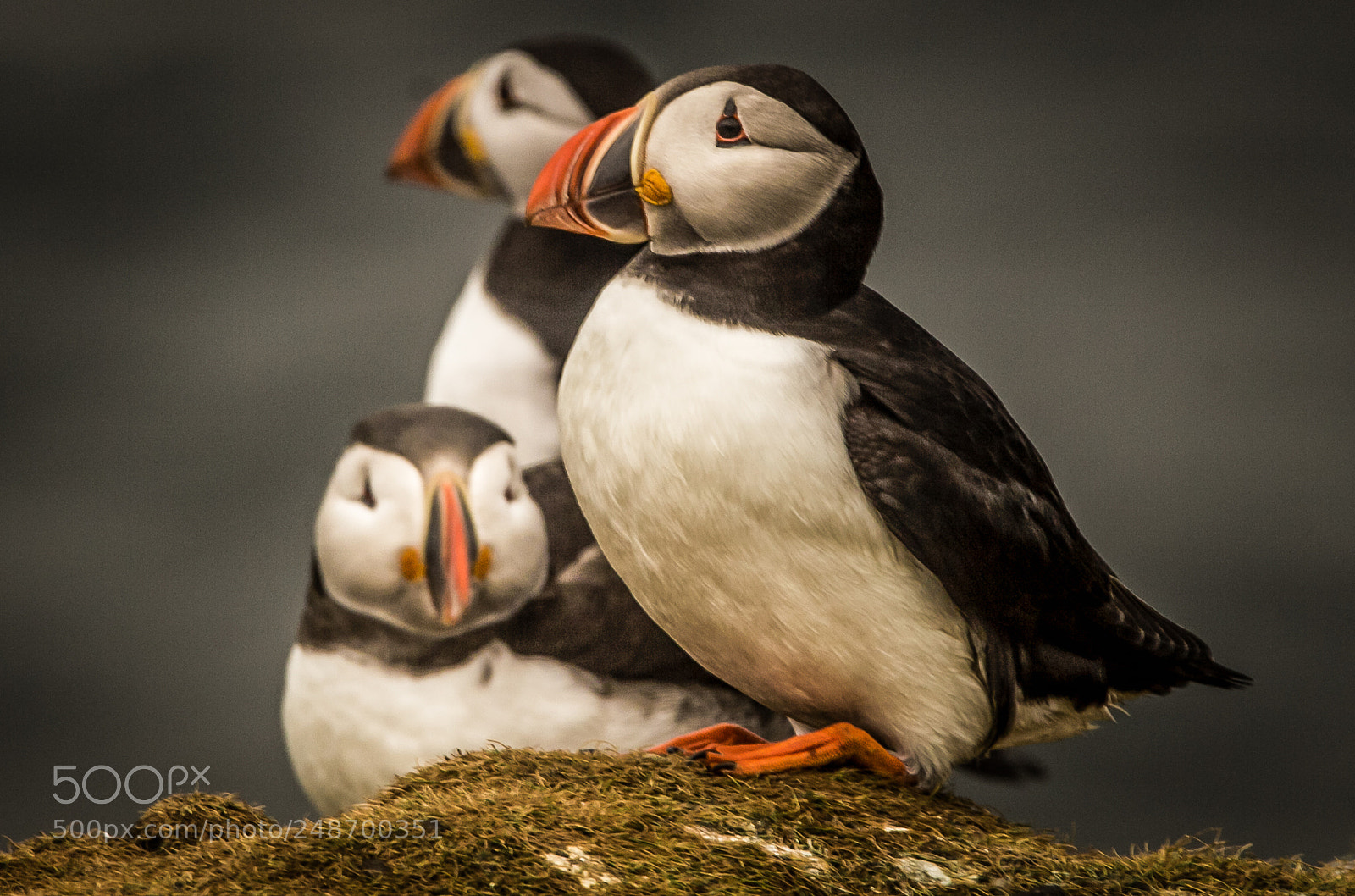 Canon EOS 60D sample photo. Three puffins photography