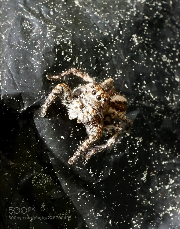 Sony a6000 sample photo. Constellation of the spider photography