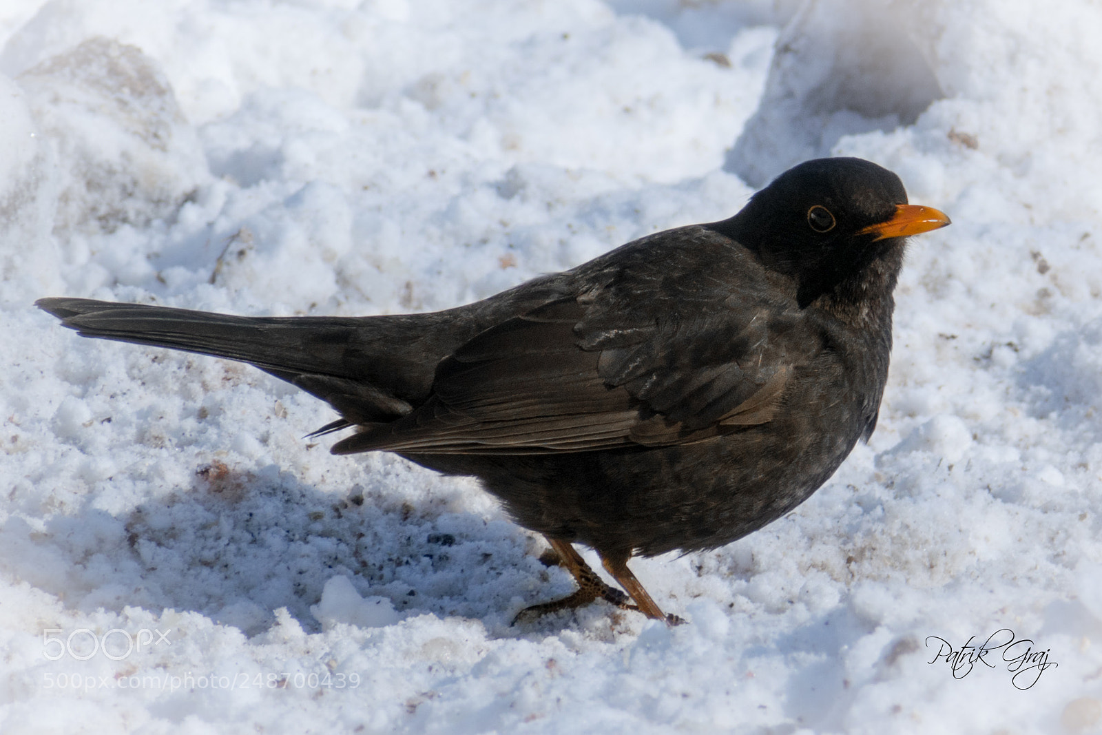 Nikon D5300 sample photo. Common blackbird photography