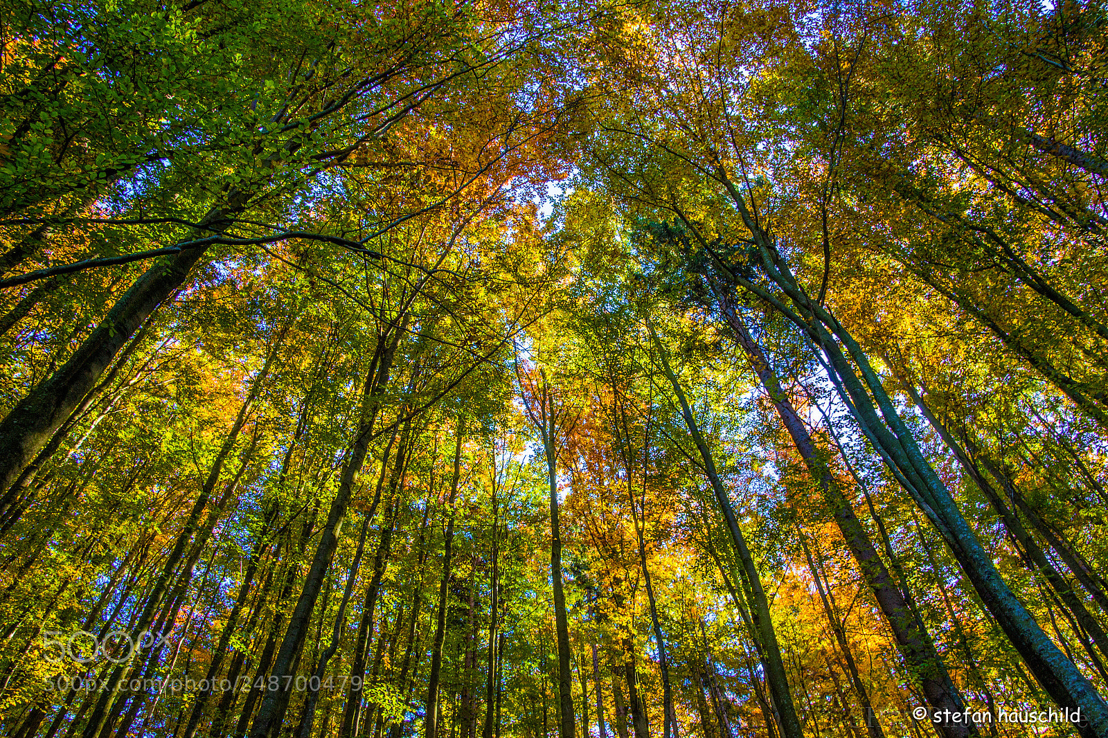 Canon EOS 600D (Rebel EOS T3i / EOS Kiss X5) sample photo. Forrest in saxon switzerland photography