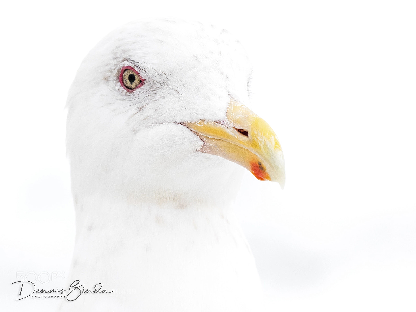 Olympus OM-D E-M1 Mark II sample photo. Glaucous-winged gull (larus glaucescens) photography