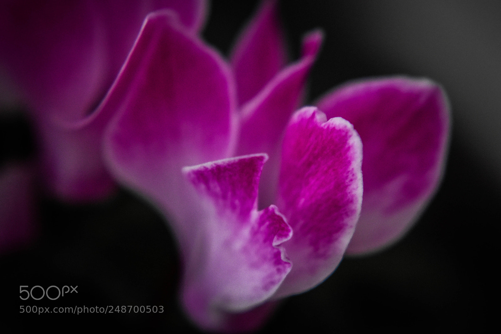 Nikon D5500 sample photo. Ciclam photography