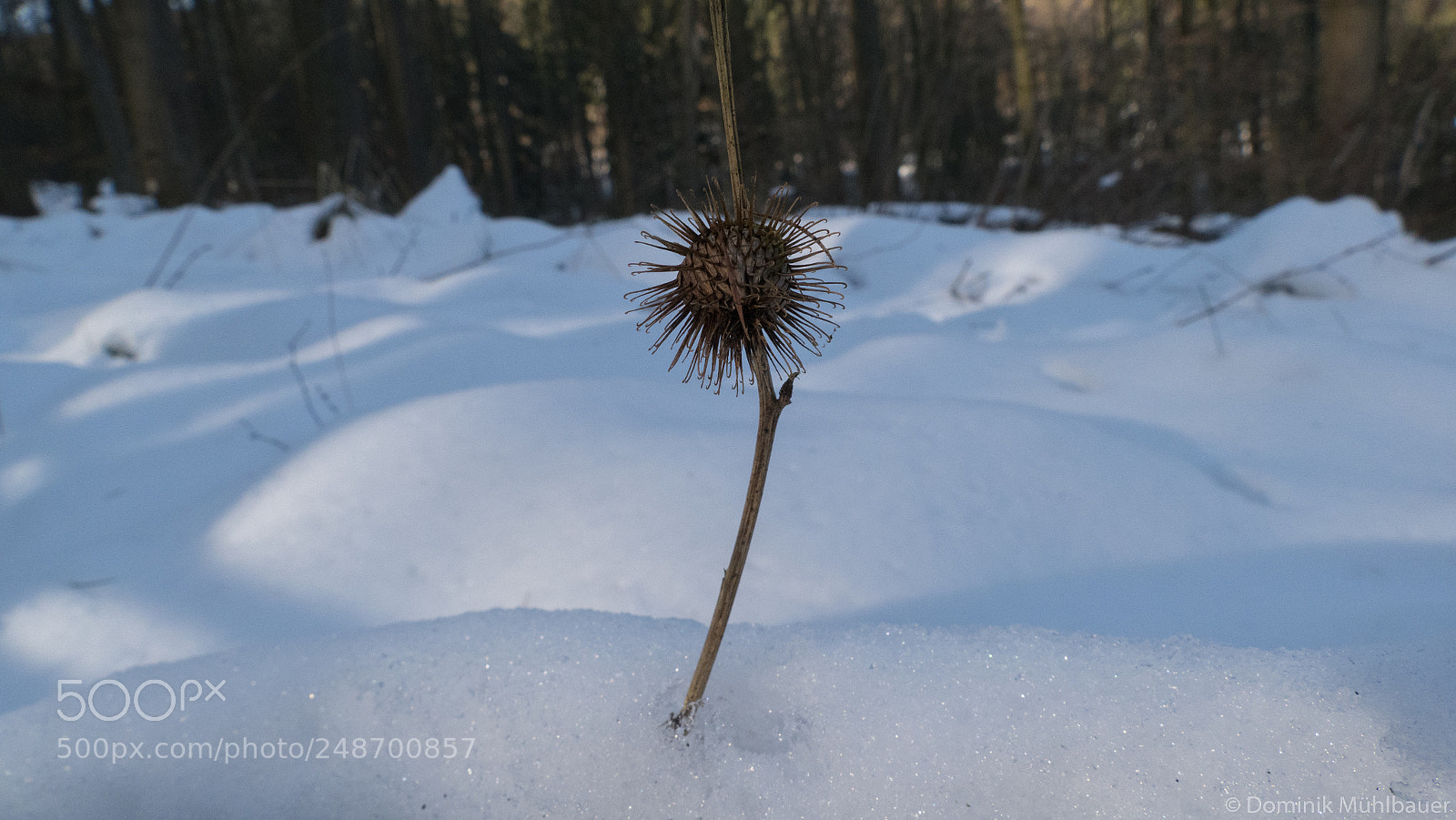 Panasonic Lumix DMC-FZ1000 sample photo. In the snow photography