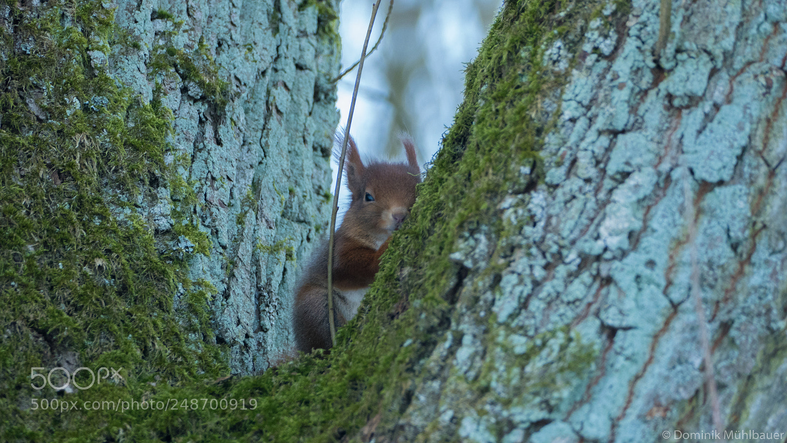 Panasonic Lumix DMC-FZ1000 sample photo. Sqirrel photography